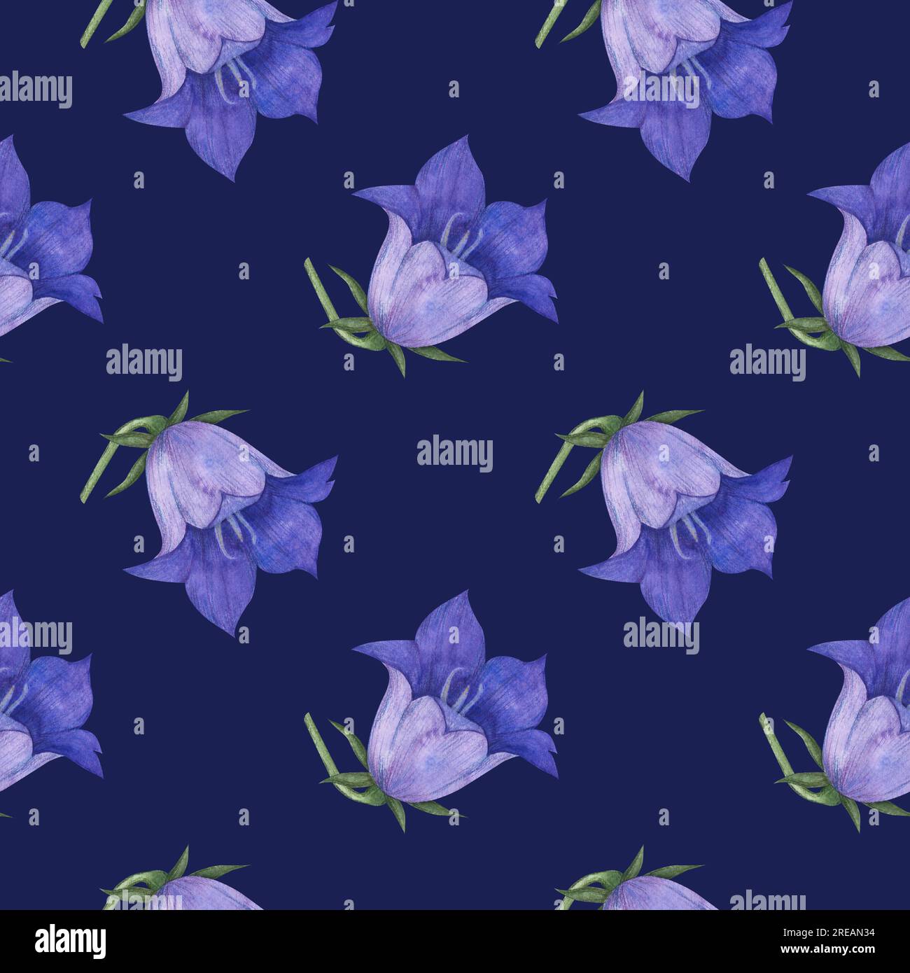 Seamless pattern with bluebell, spreading bellflower flowers Campanula patula, little bell, rapunzel, harebell . Watercolor hand painting illustration Stock Photo