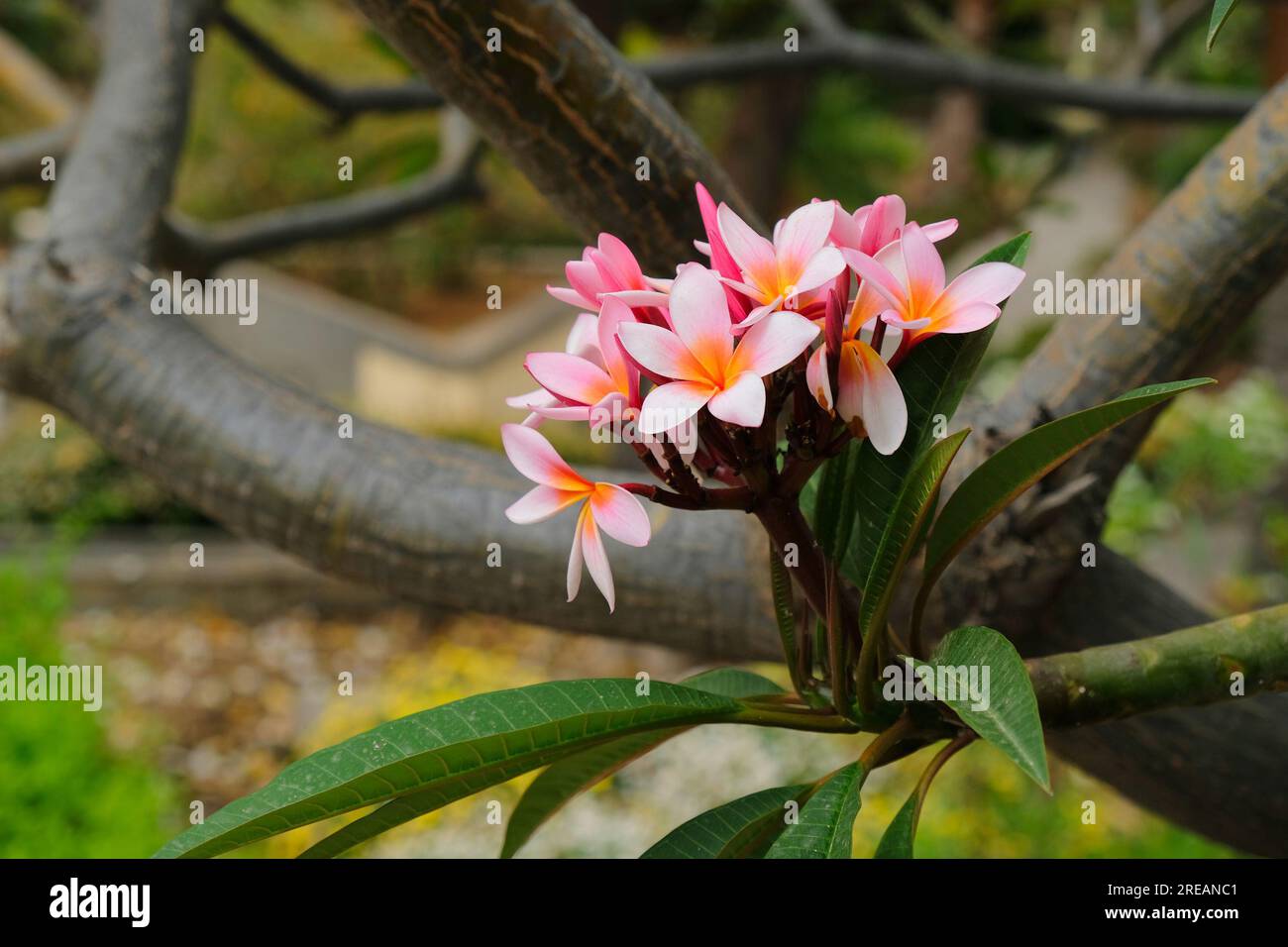 Fully open flowers of Plumeria (Plumeria rubra Stock Photo - Alamy