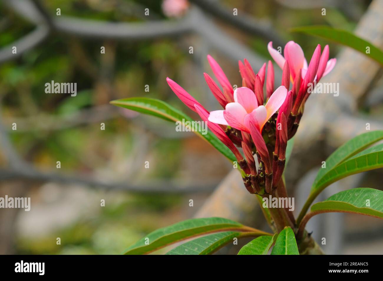 Frangipani Oil Plumeria alba - Forest Clay