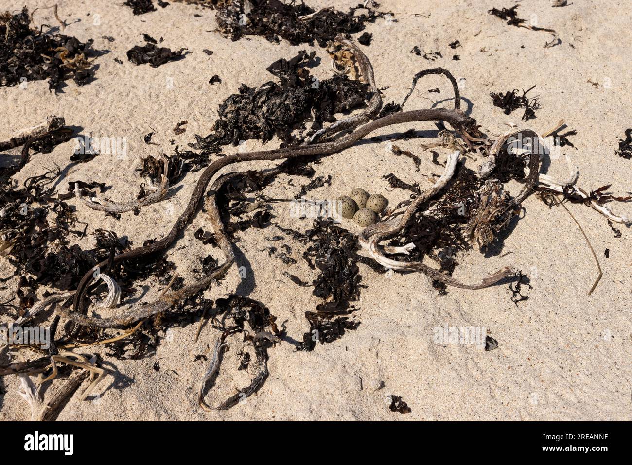 Common ringed plover Charadrius hiaticula, nest with four eggs on sandy beach, Iona, Argyll & Bute, Scotland, UK, June Stock Photo