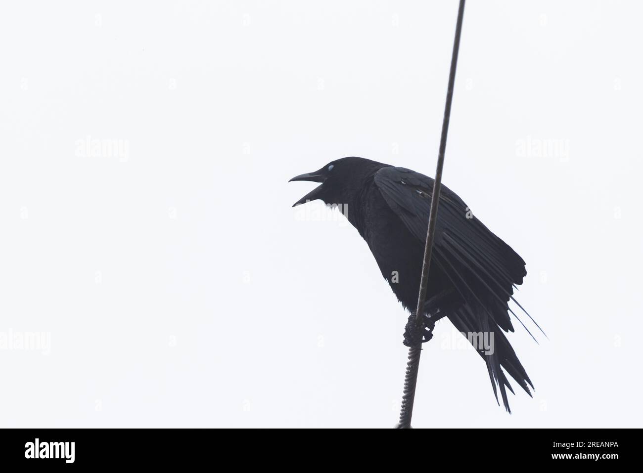 American crow (Corvus brachyrhynchos) on white background Stock Photo