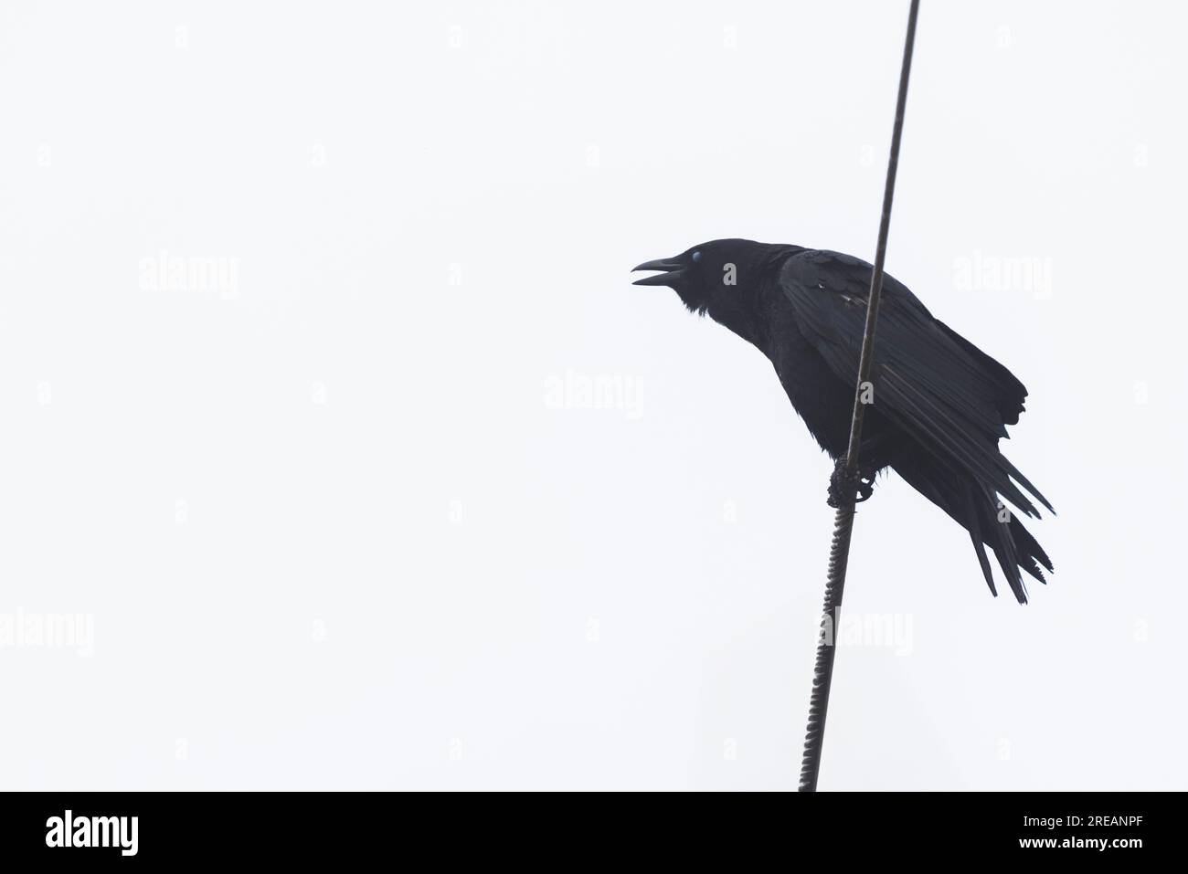American crow (Corvus brachyrhynchos) on white background Stock Photo