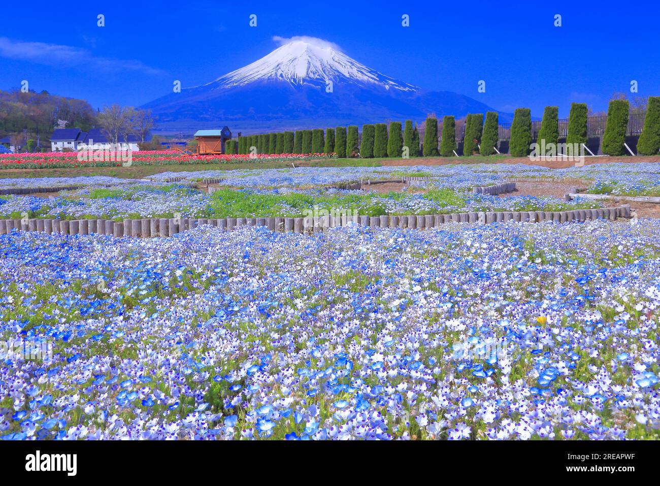 NEMOPHILA/写真 Nemophila japan hi-res stock photography and images - Alamy