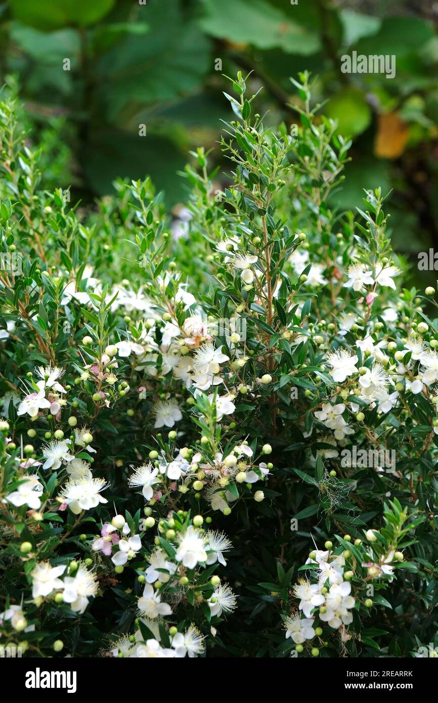 Common myrtle (Myrtus communis) flowering Mediterranean shrub. Stock Photo