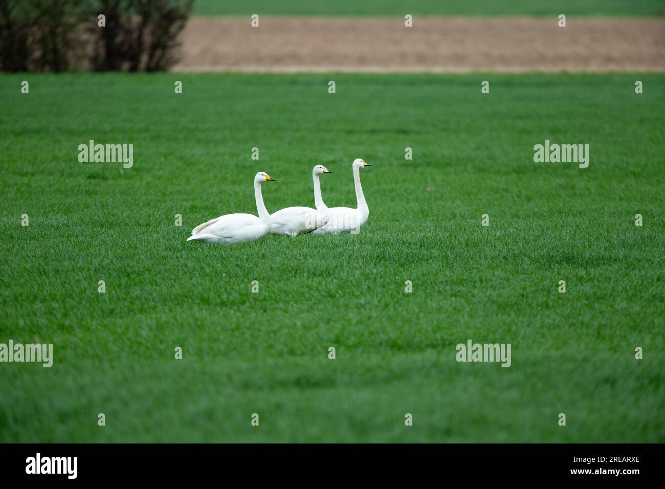 Whooper swan Cygnus cygnus, adults in crop field, Frampton Marsh, Lincolnshire, UK, March Stock Photo