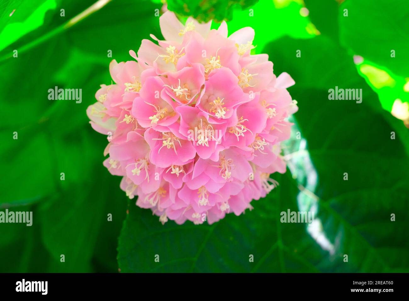Flowers of Dombeya wallichii, pingball tree or trpical hydrangea. Stock Photo