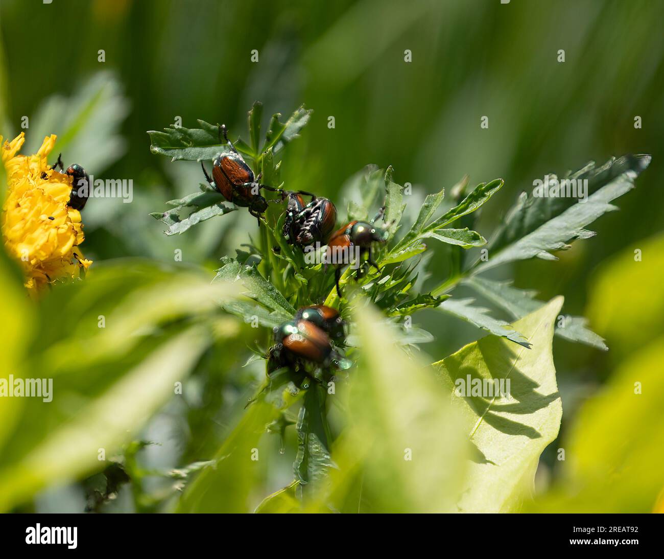 Japanese Beetle eating a Marigold plant Stock Photo Alamy