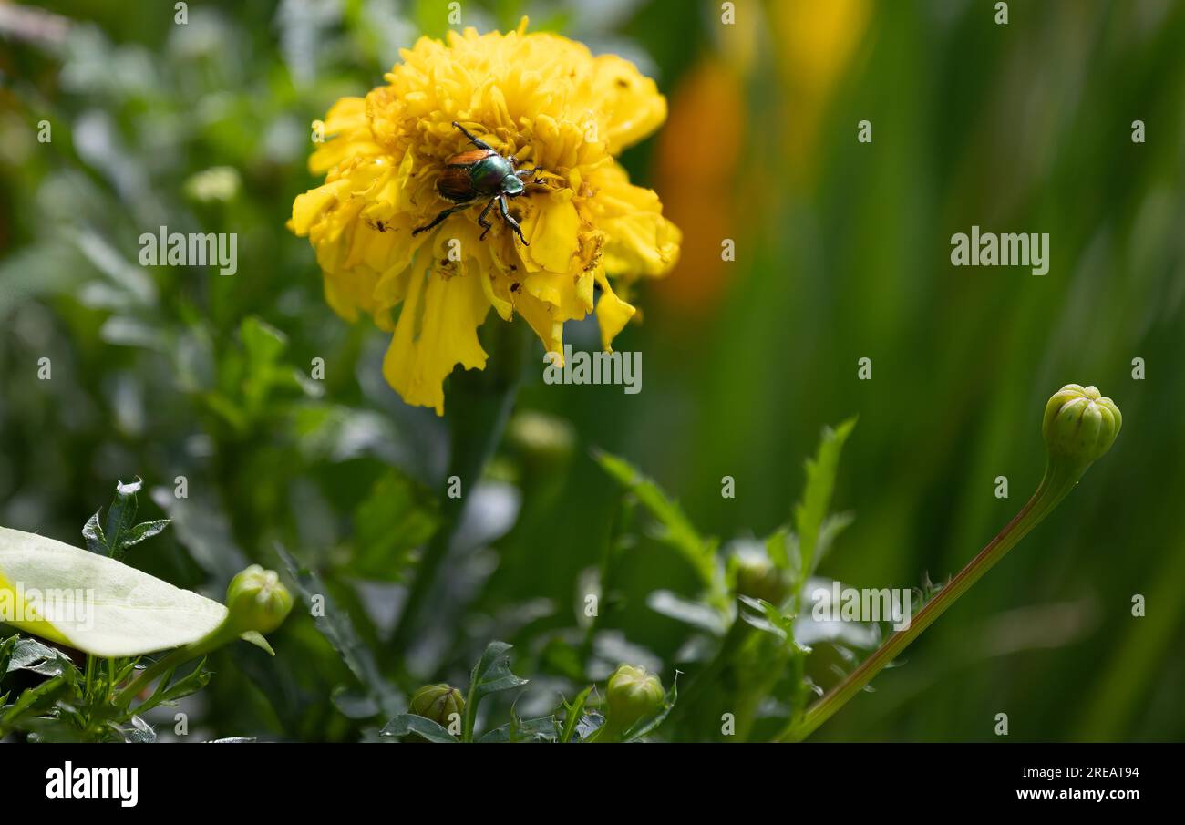 Japanese Beetle eating a Marigold plant Stock Photo Alamy