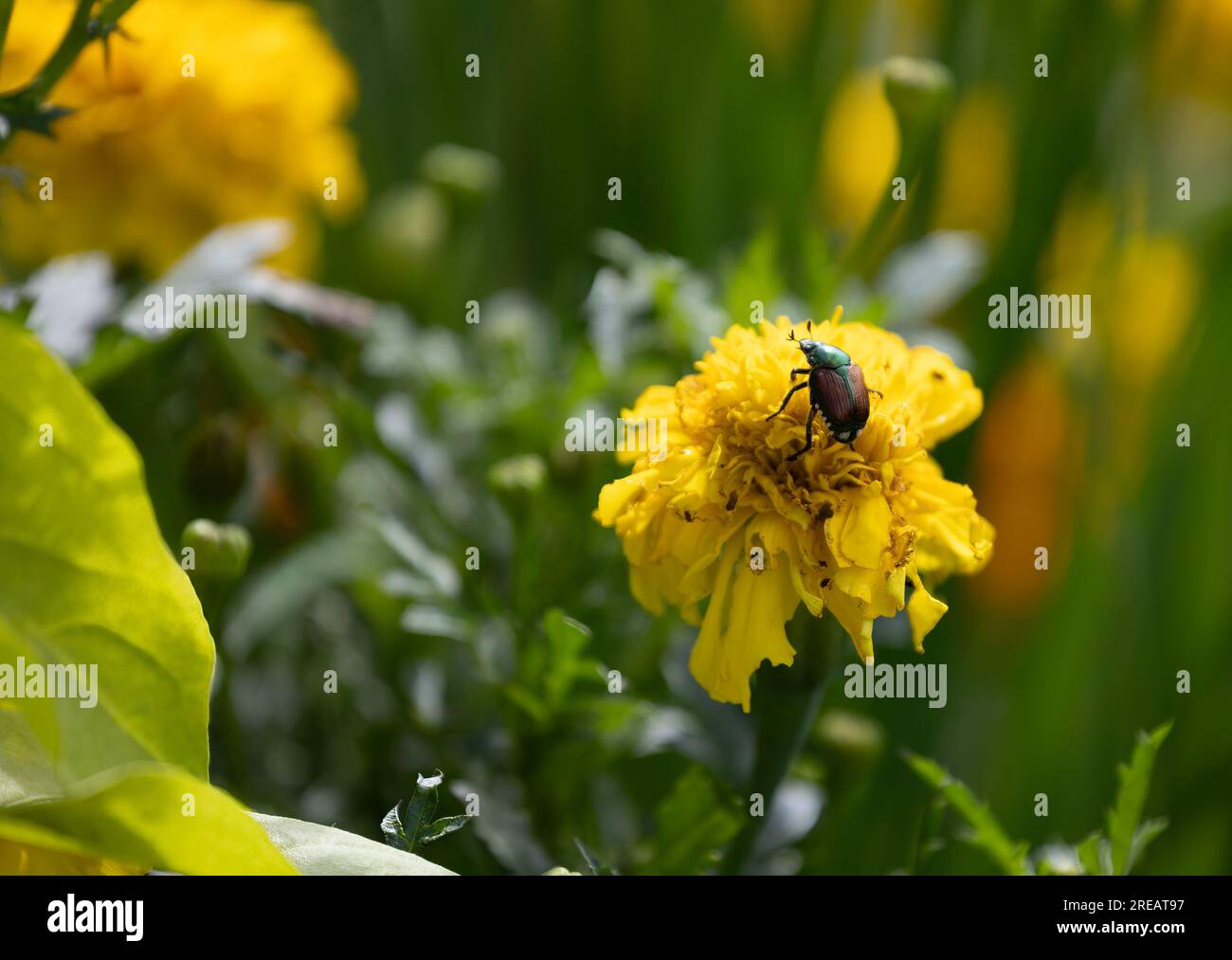 Japanese Beetle eating a Marigold plant Stock Photo Alamy