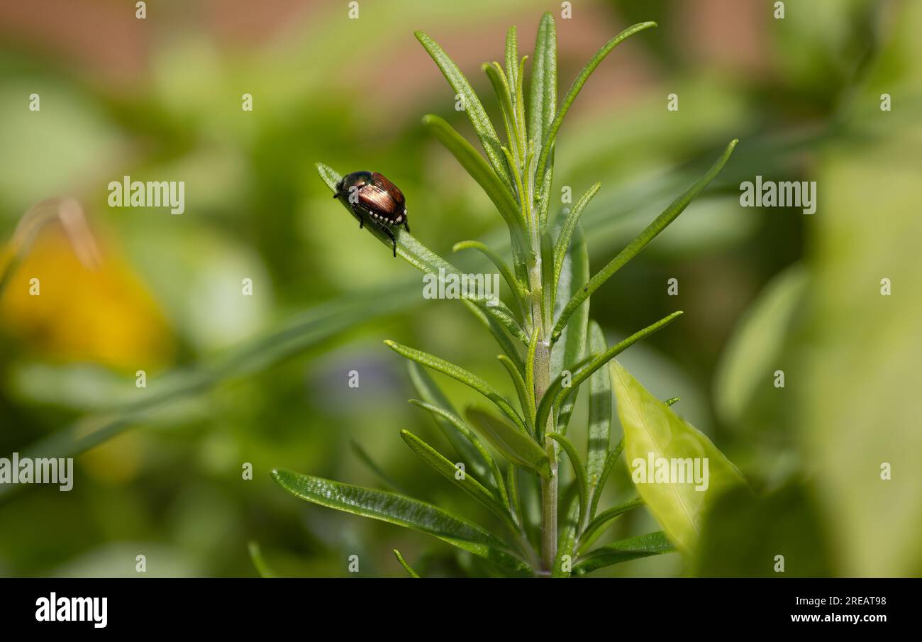 Japanese Beetle on a Rosemary plant Stock Photo - Alamy