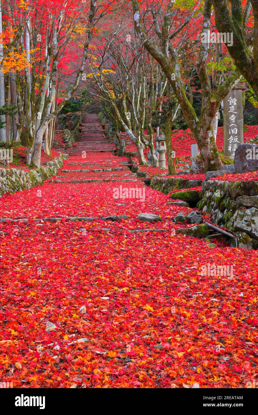 Chickenfoot Temple in Autumn Leaves Stock Photo - Alamy