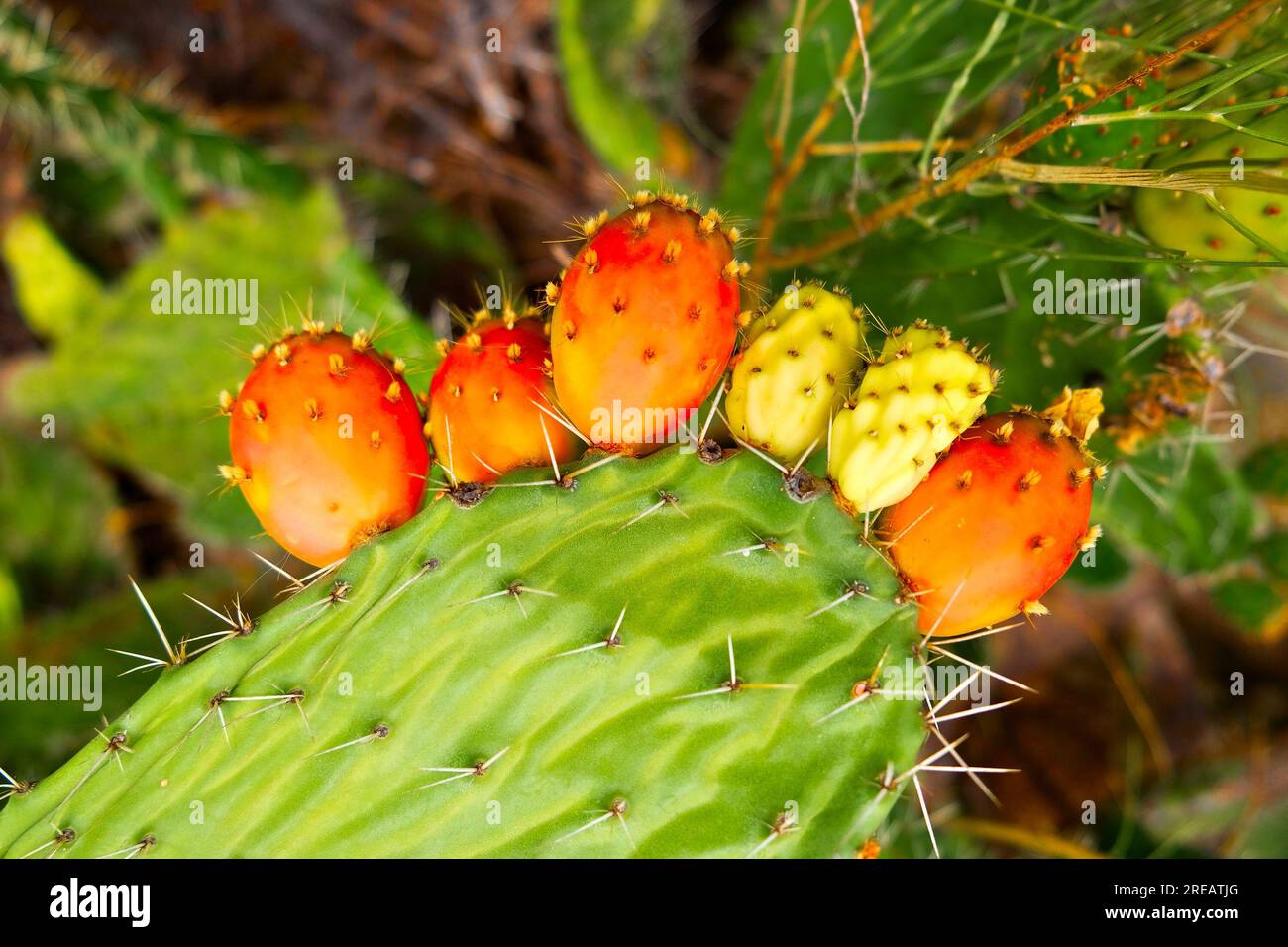 Many prickly pear fruits close view on a prickly pear plant. Stock Photo