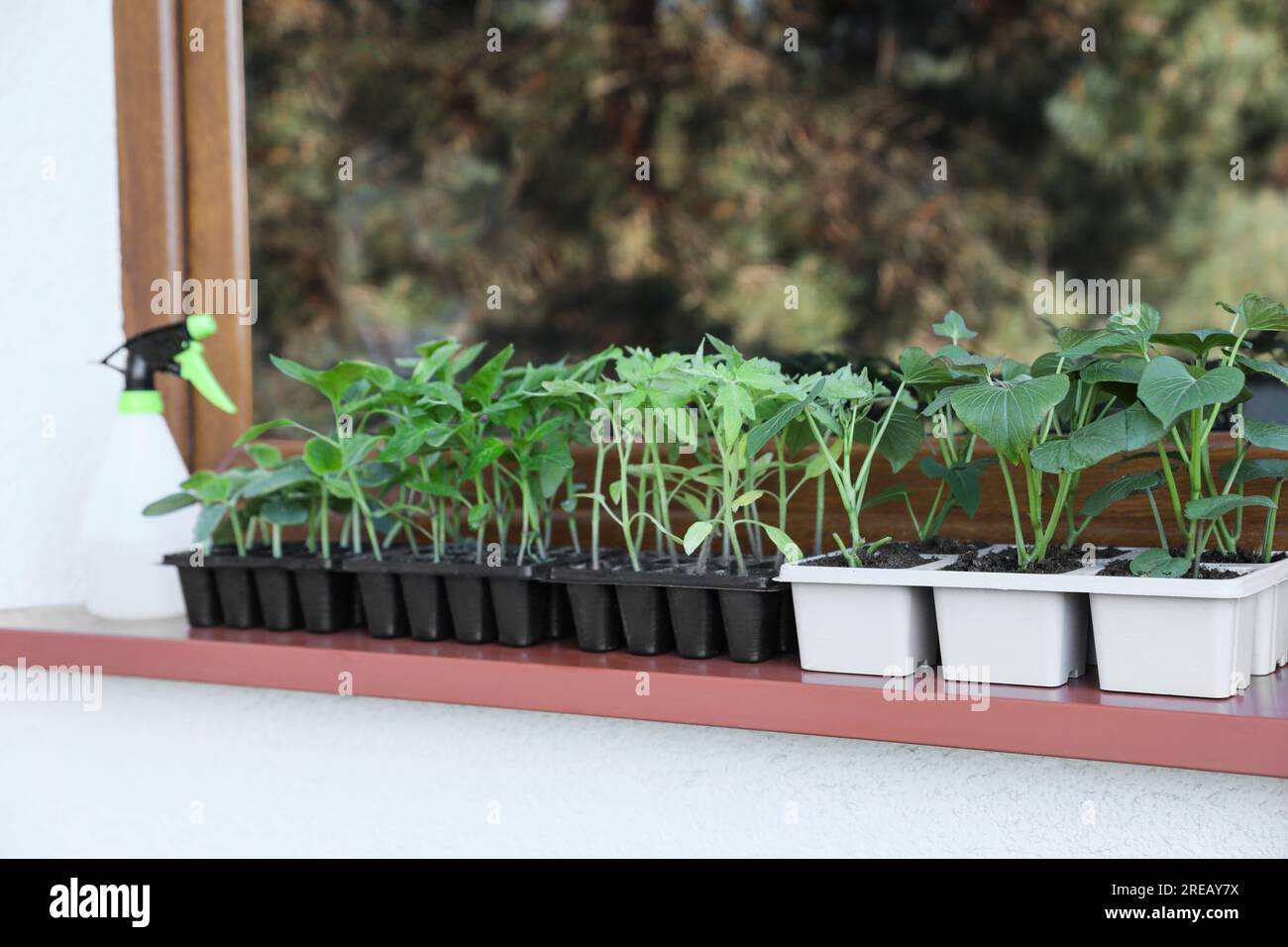 Seedlings growing in plastic containers with soil on windowsill Stock
