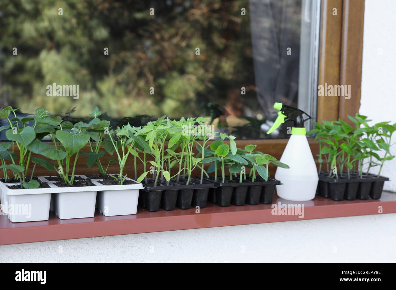 Seedlings growing in plastic containers with soil and spray bottle on