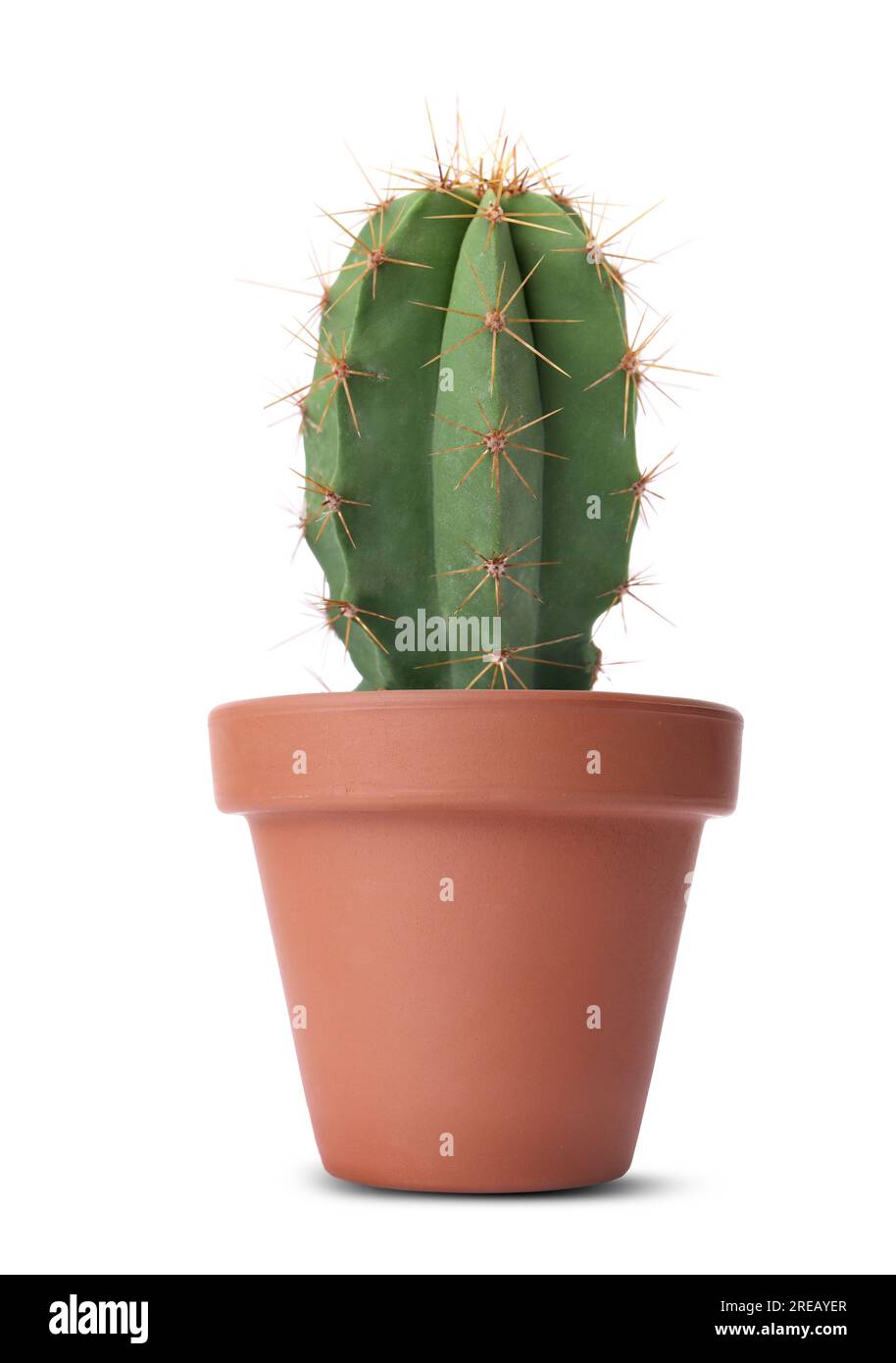 Beautiful green cactus in terracotta pot isolated on white Stock Photo ...
