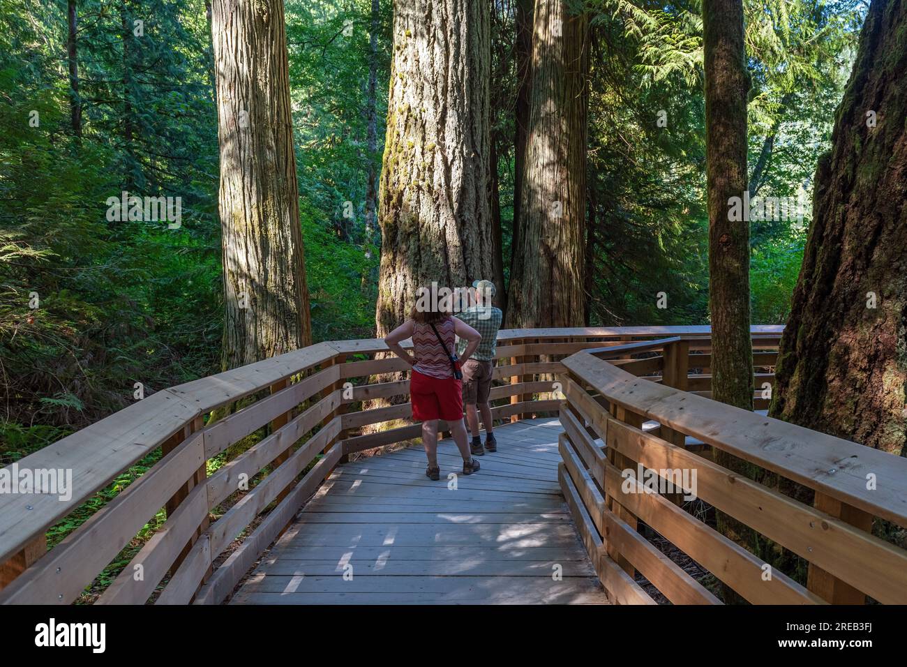 Tourists taking photographs of red cedar trees and douglas fir trees along trail, Cathedral Grove Ancient Forest, Macmillan provincial park, Canada. Stock Photo