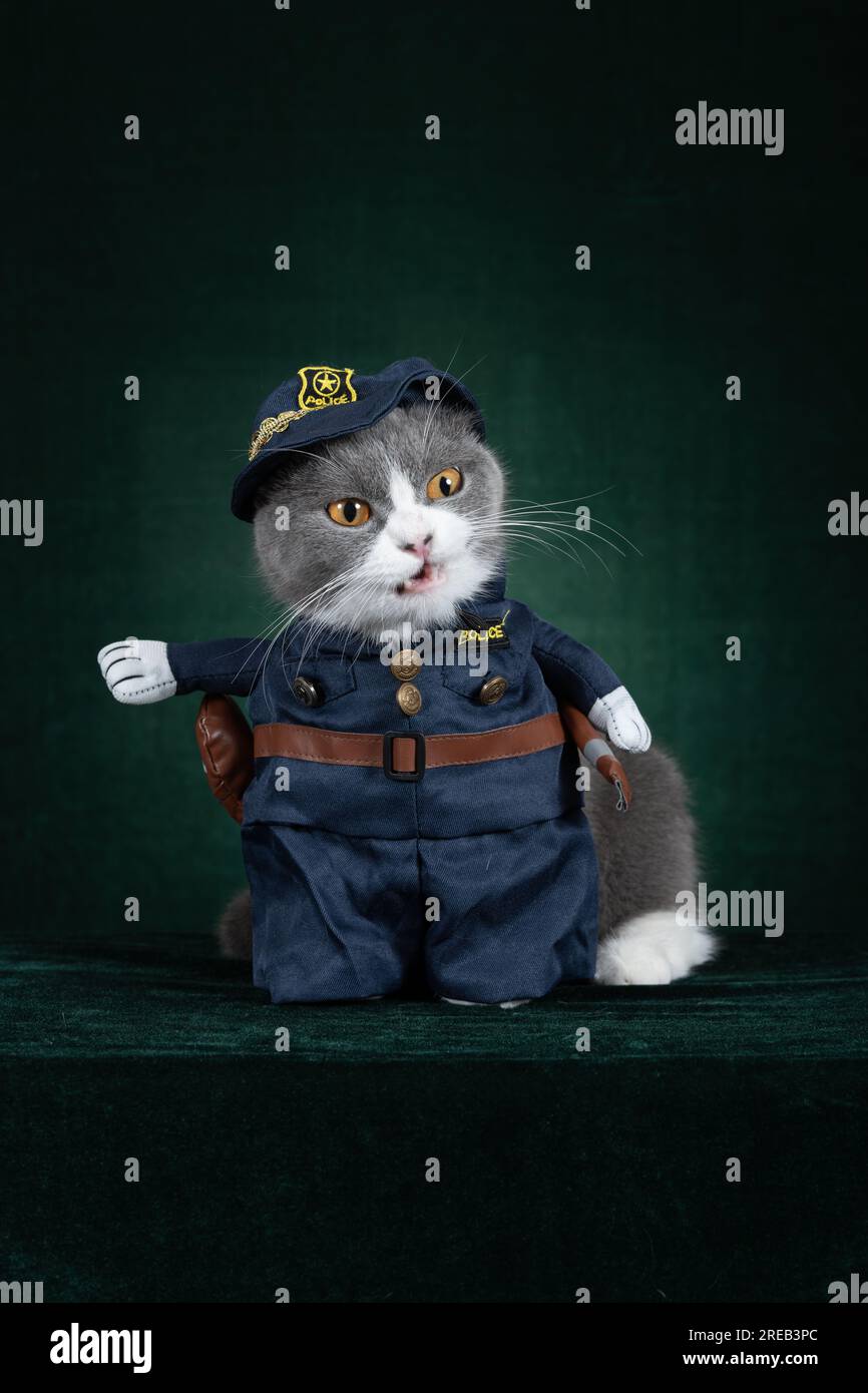 Police kitten hi res stock photography and images Alamy