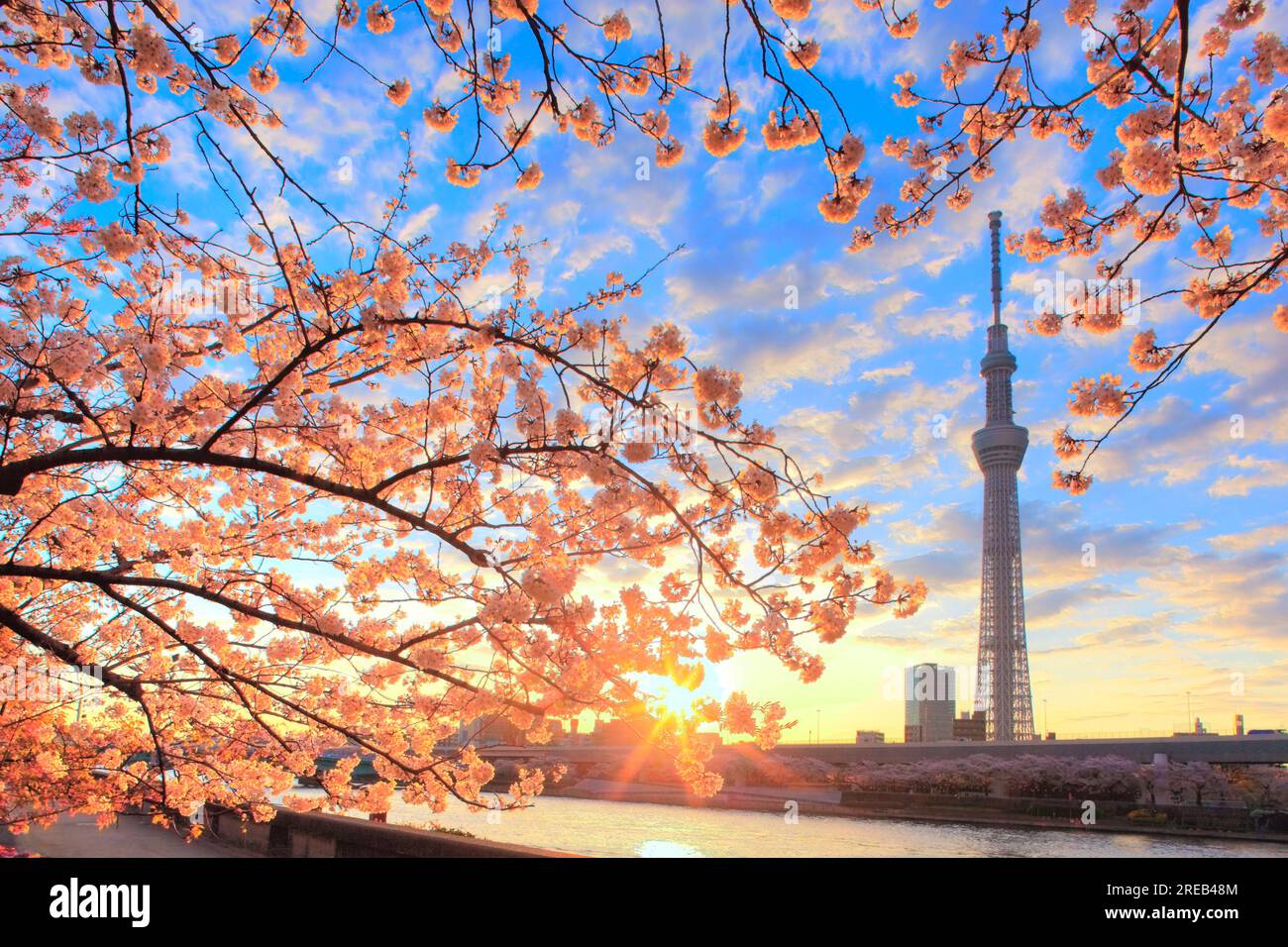 Tokyo park dawn hi-res stock photography and images - Alamy