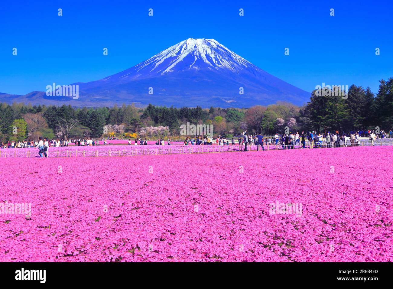 Fuji Shiba Cherry Blossom Festival Stock Photo