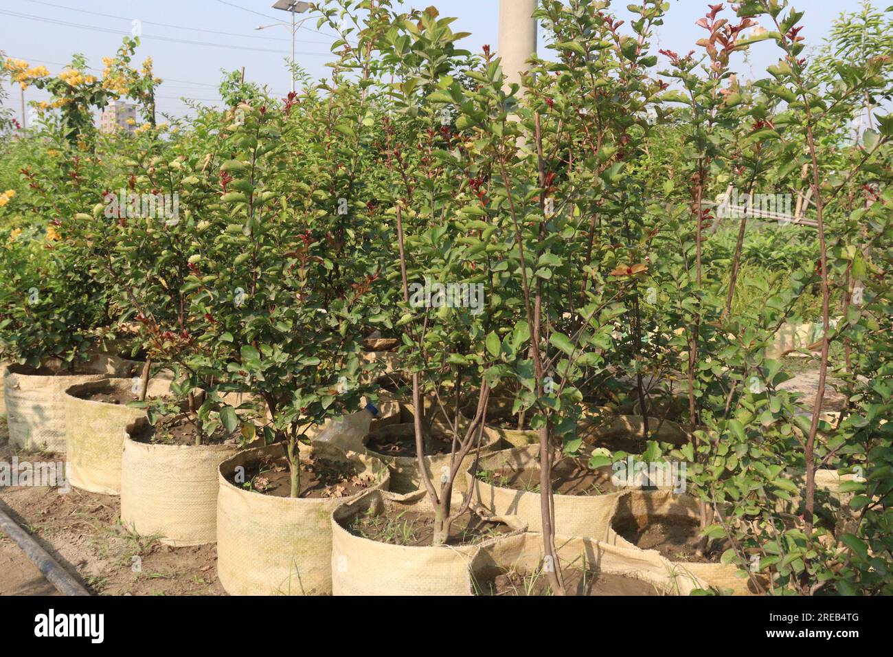 Siberian elm tree plant on farm for harvest are cash crops Stock Photo