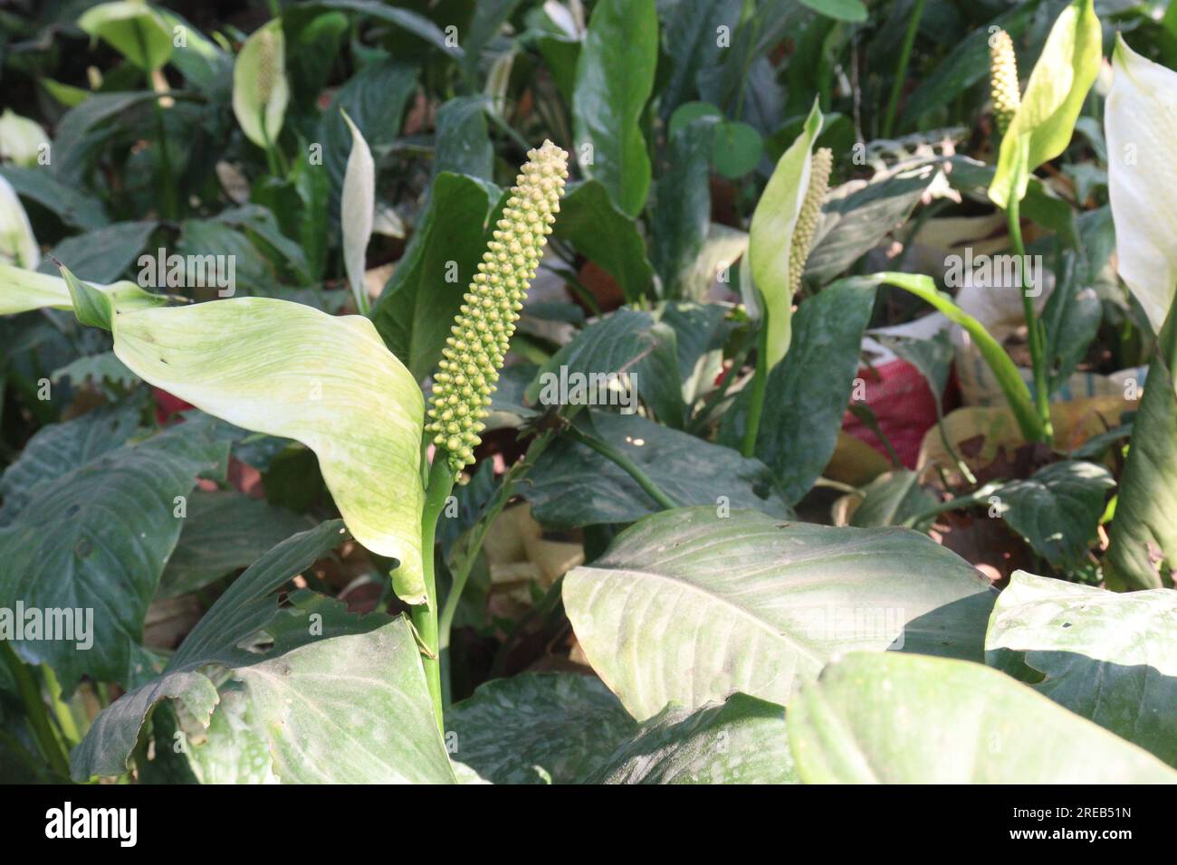 Peace lily spadix flower plant on farm for sell is a cash crops Stock Photo Alamy