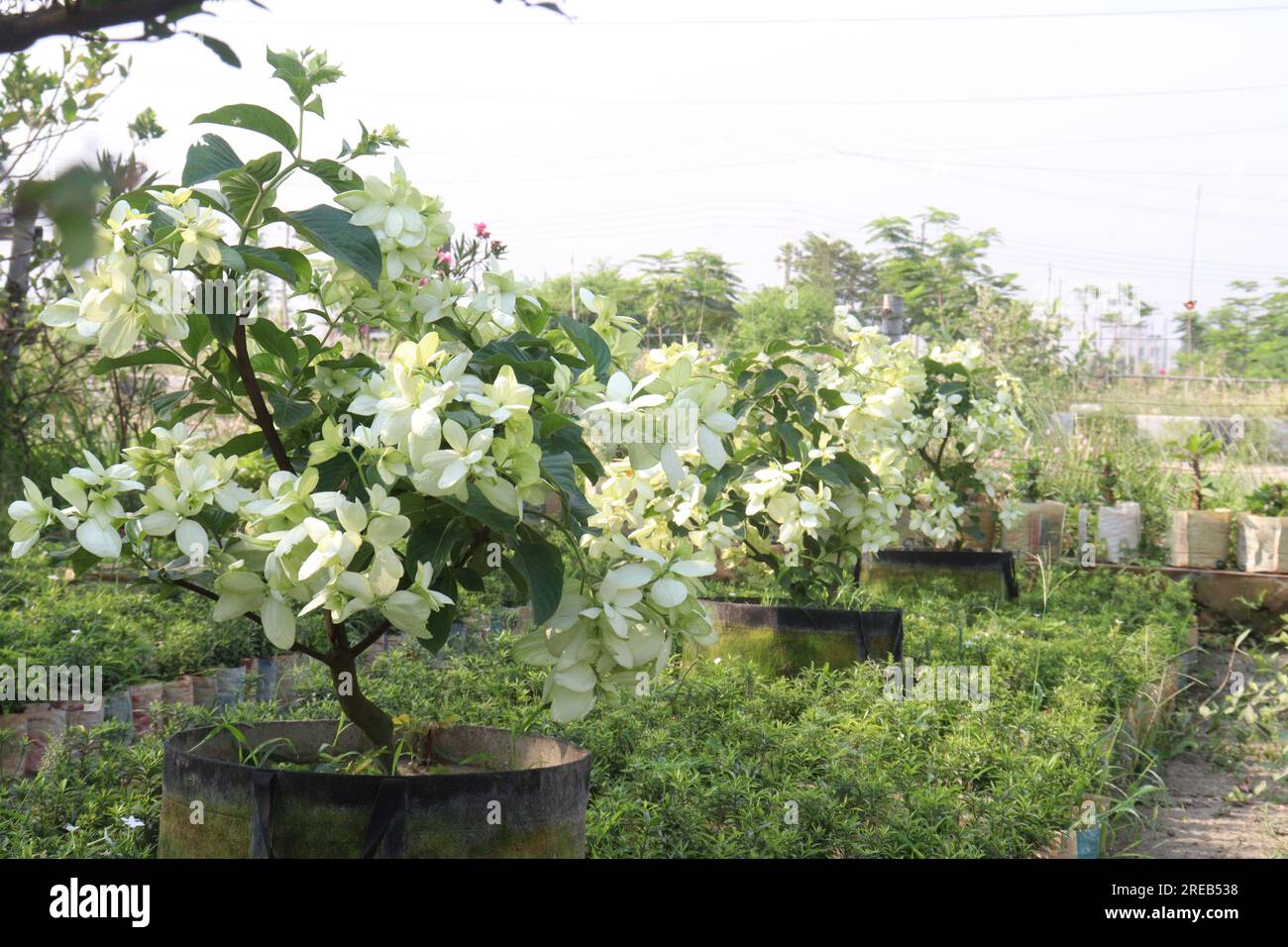 Malabar nut flower plant on farm for harvest are cash crops Stock Photo