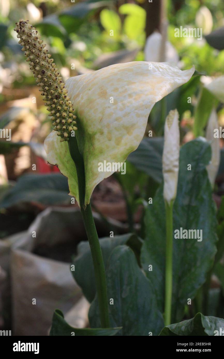 Peace lily spadix flower plant on farm for sell is a cash crops Stock Photo  - Alamy