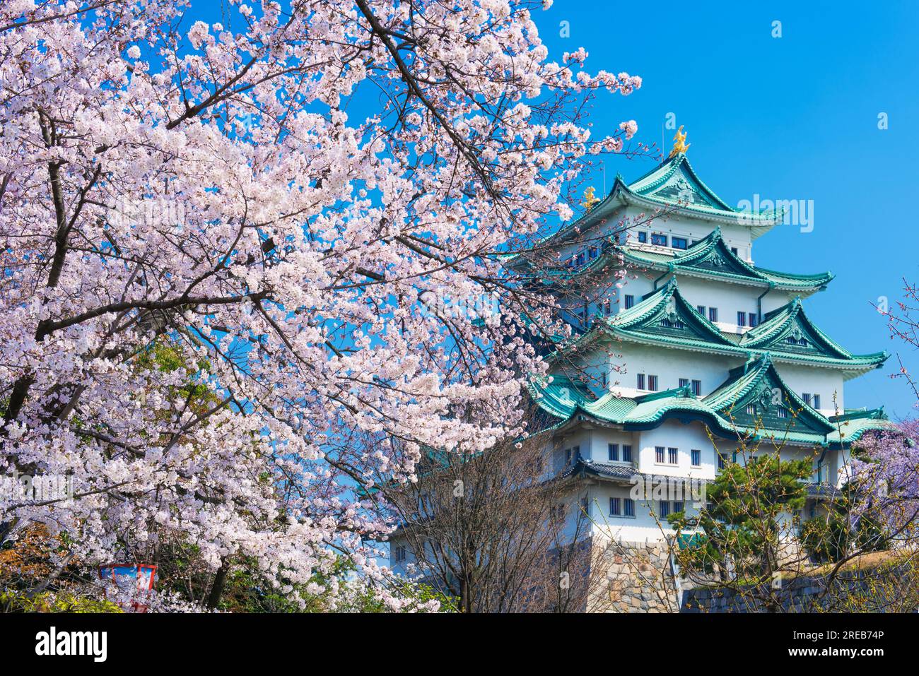 Nagoya Castle and cherry blossoms Stock Photo