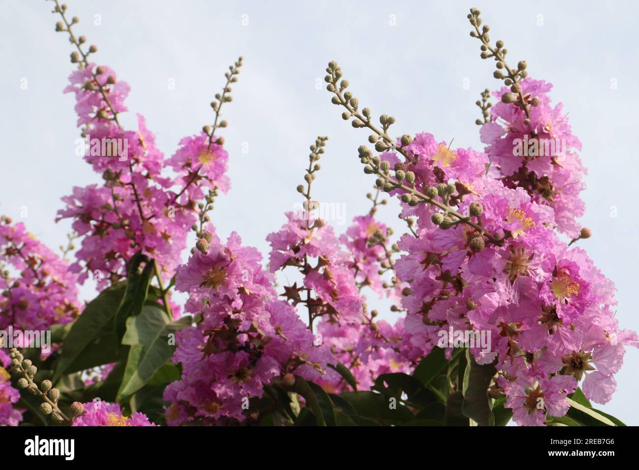 Lagerstroemia speciosa flower plant on farm for harvest are cash crops Stock Photo