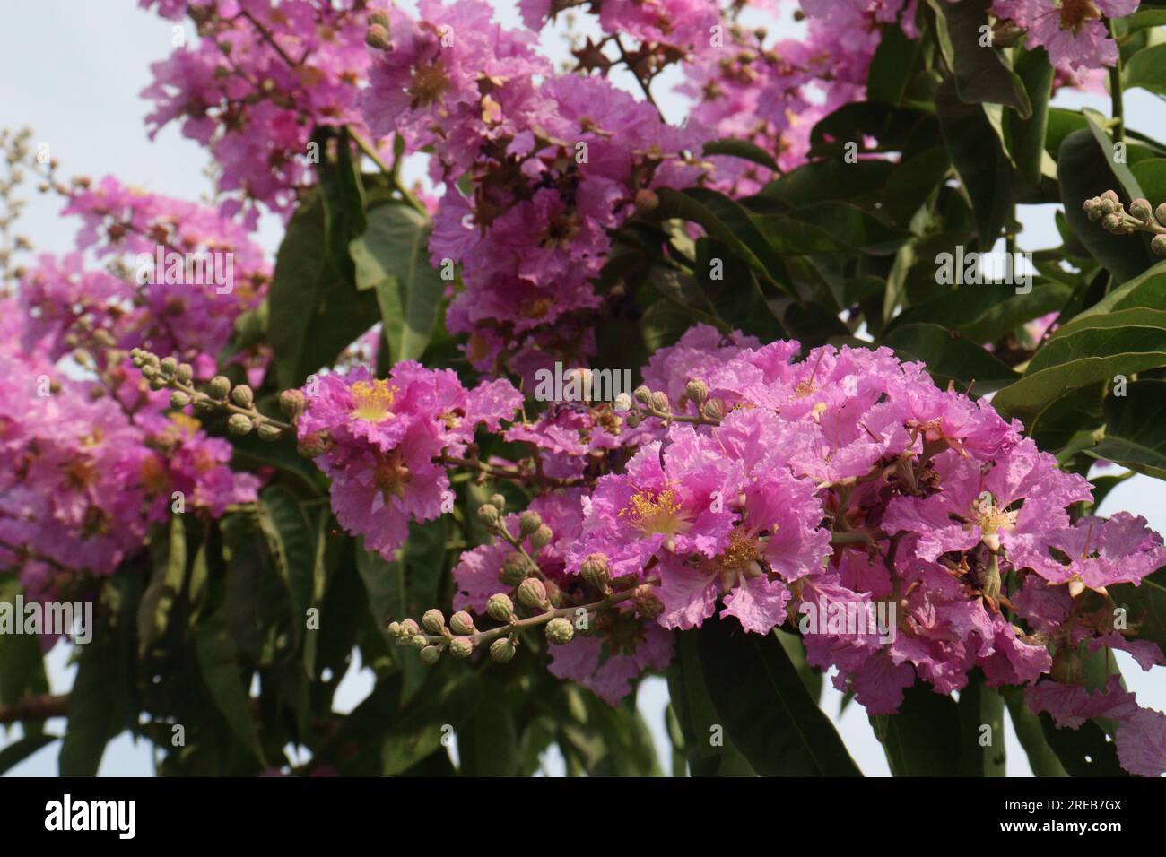 Lagerstroemia speciosa flower plant on farm for harvest are cash crops Stock Photo