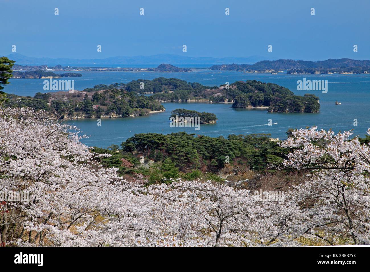 Matsushima and Cherry Blossoms Stock Photo