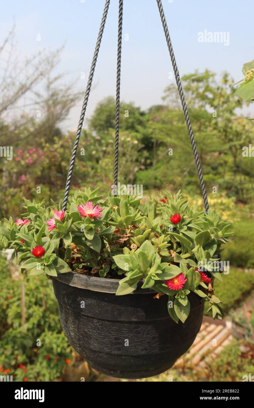 Baby sun rose flower on hanging pot in nursery for harvest are cash crops Stock Photo