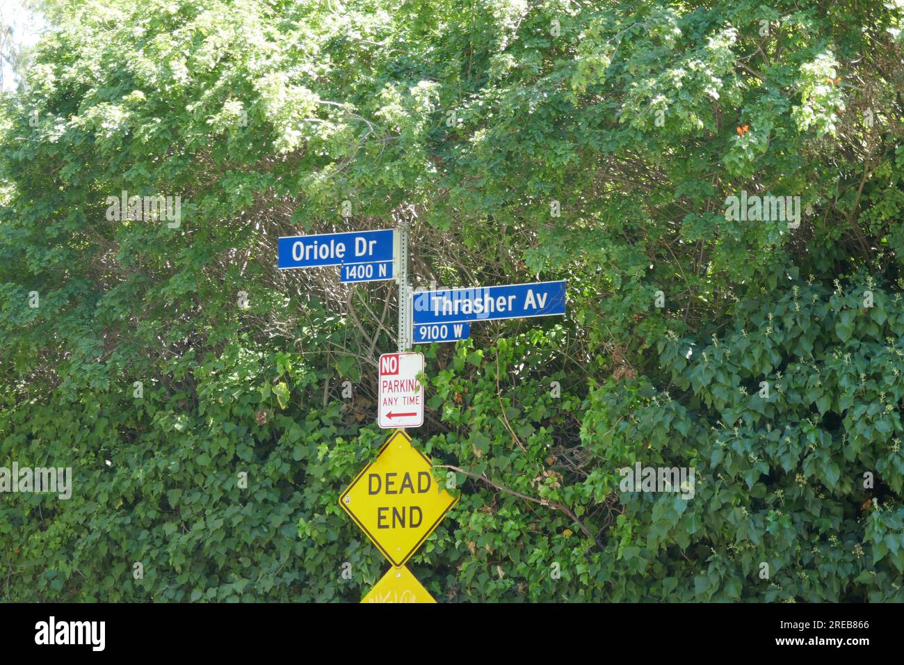 Los Angeles, California, USA 26th July 2023 Oriole Drive and Thrasher