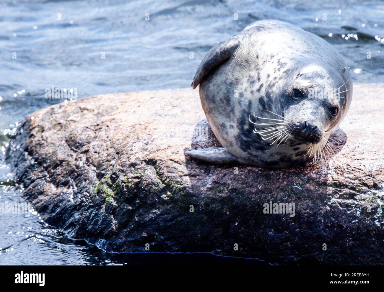 Freest, Germany. 25th July, 2023. A grey seal lies on a rock in shallow