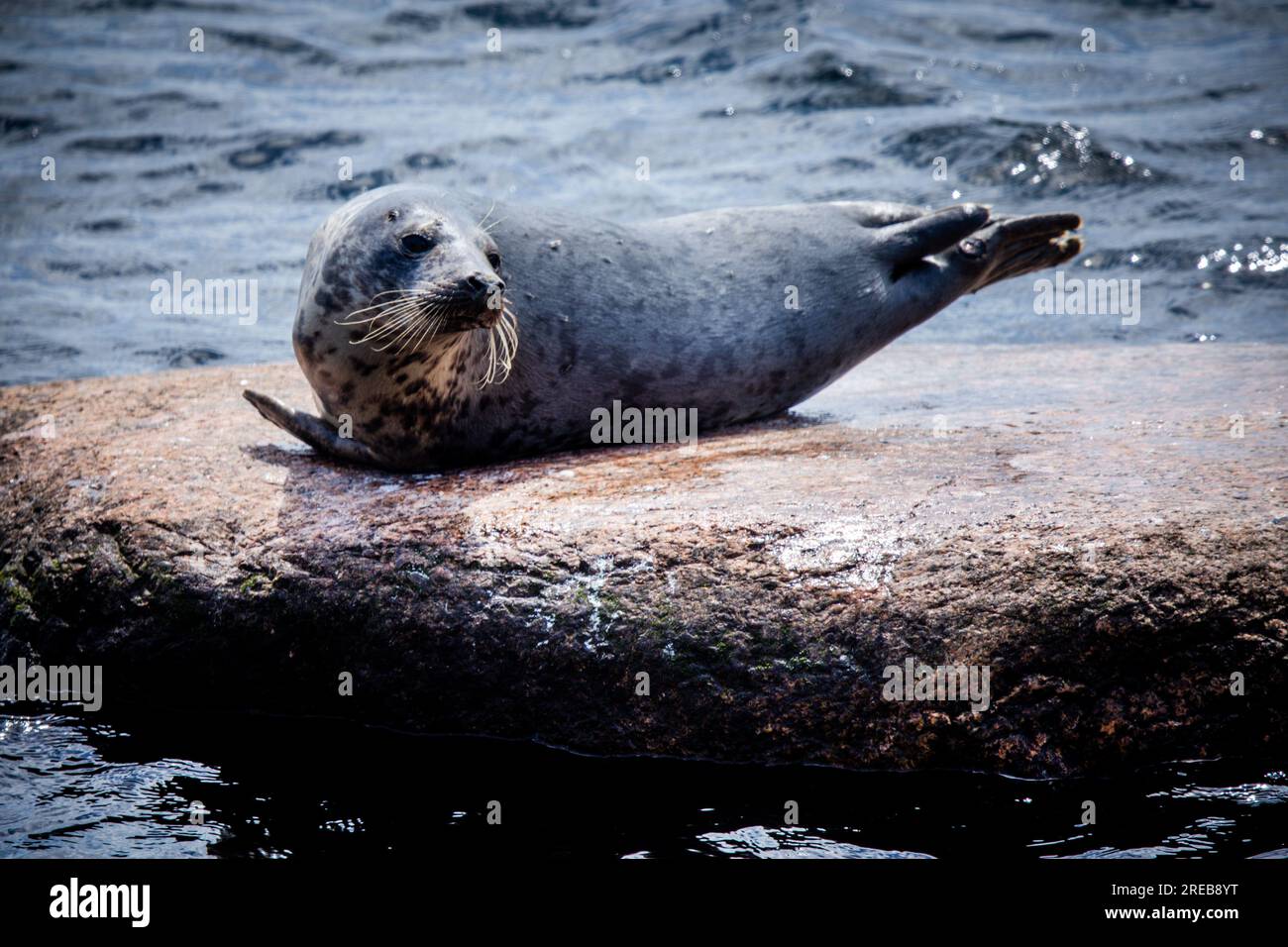 Freest, Germany. 25th July, 2023. A grey seal lies on a rock in shallow