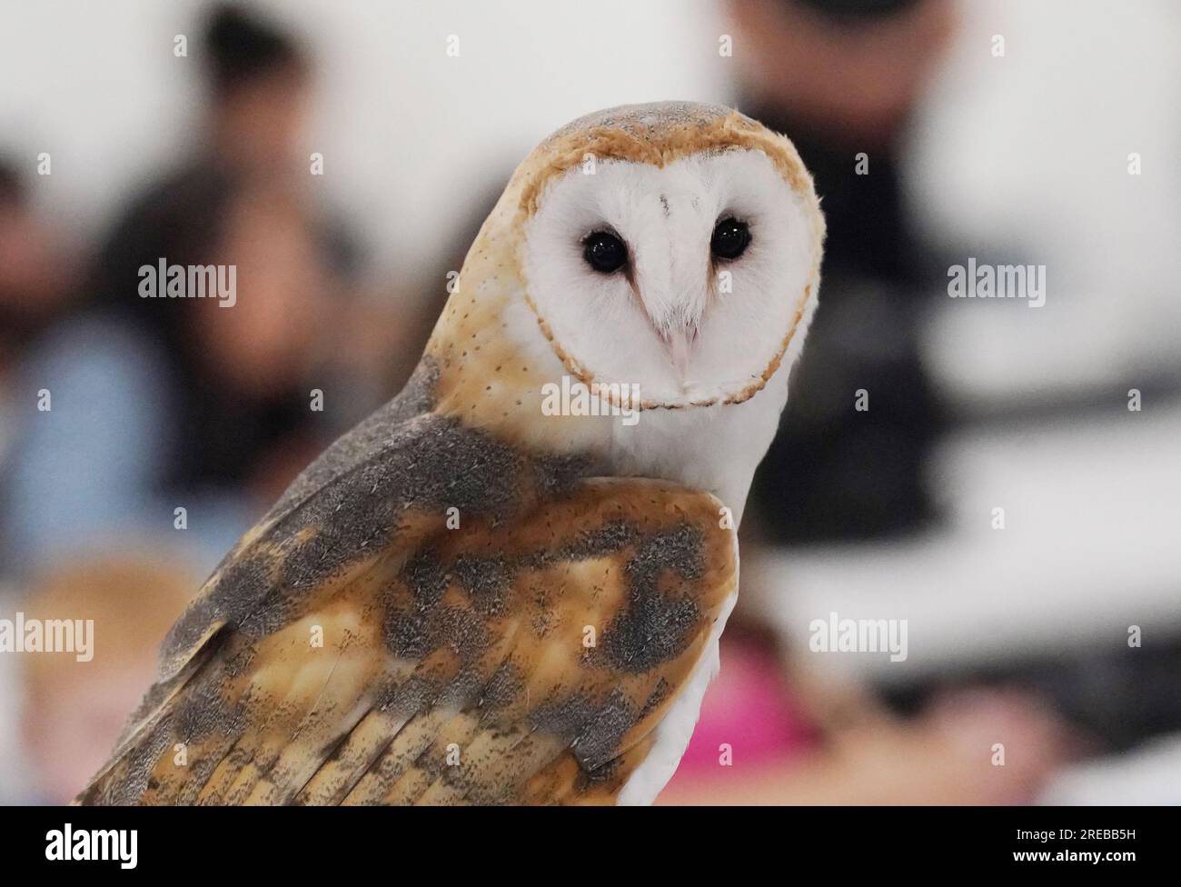 Fairmont City, United States. 26th July, 2023. Reefer, a barn owl looks
