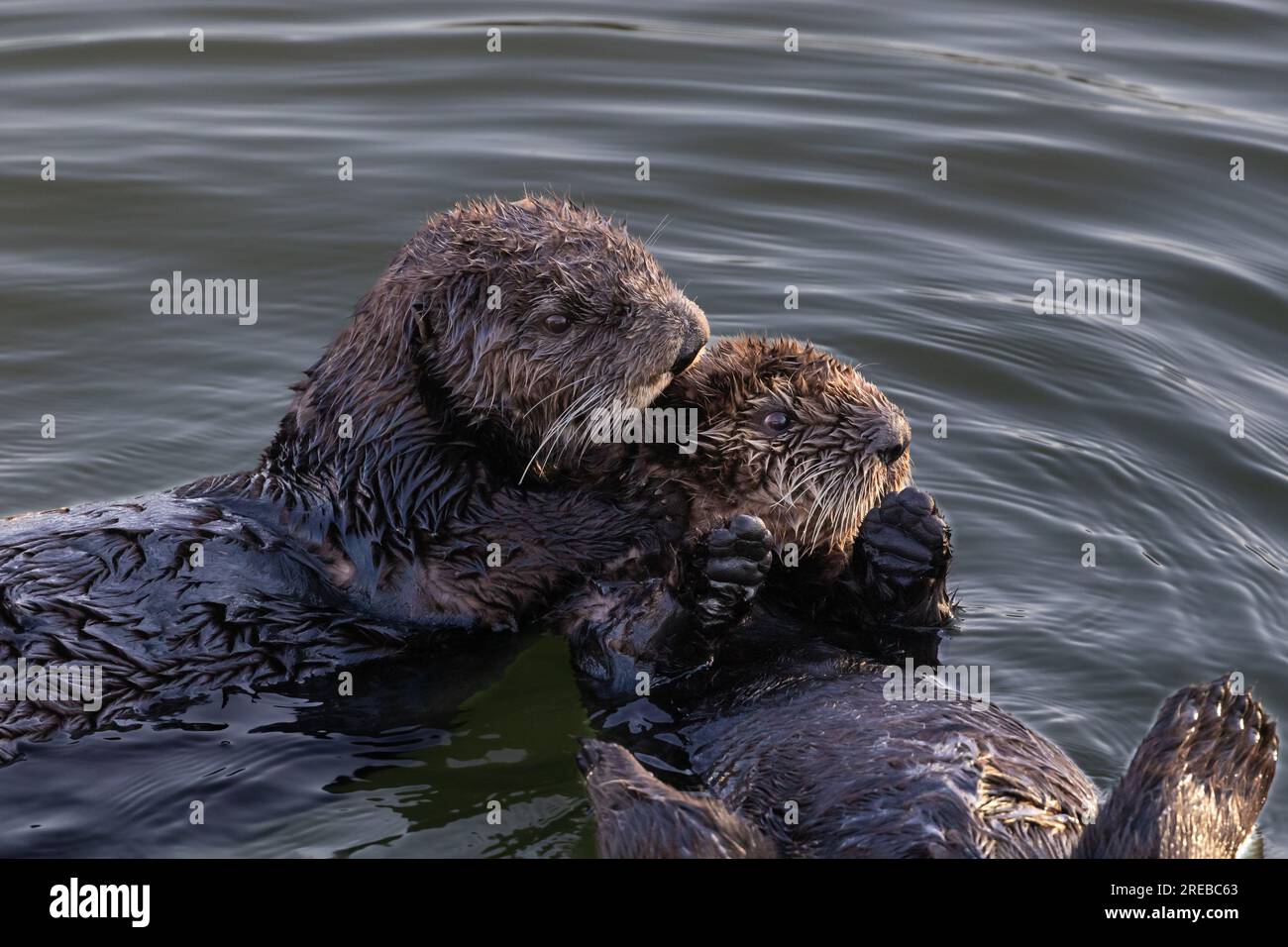 Closeup of pair of sea otters (Enhydra lutris) Floating in ocean on the California coast. Looking to the side. Stock Photo