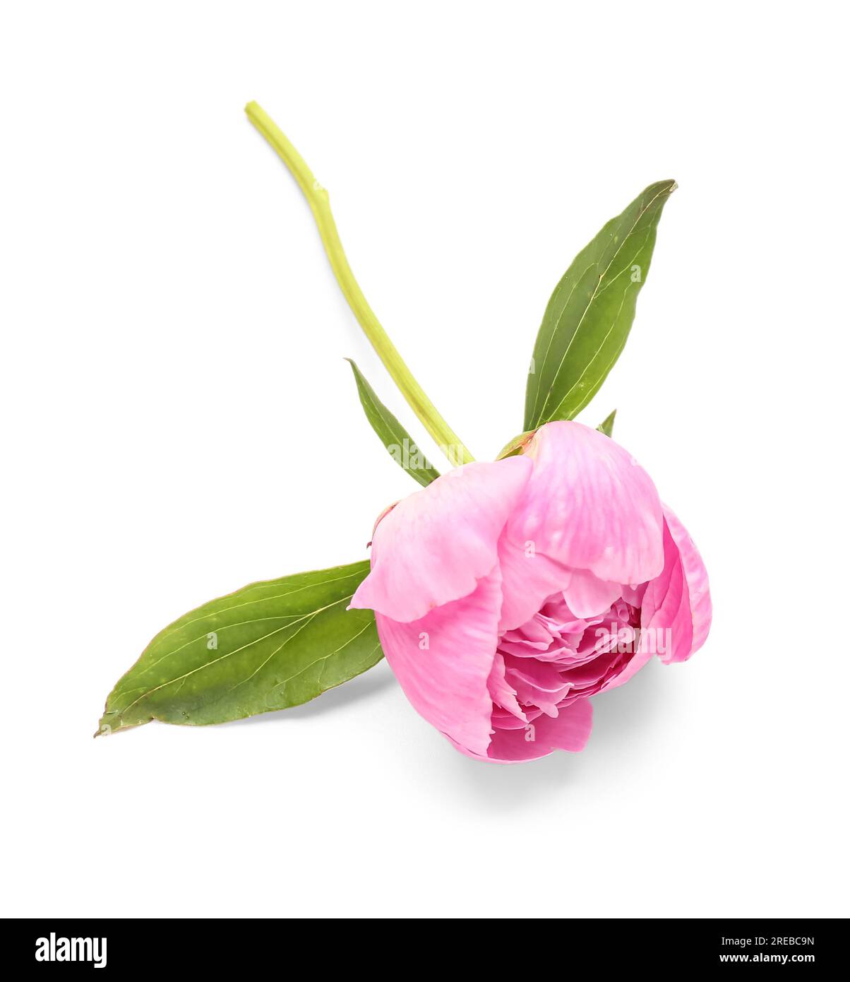 Beautiful pink peony flower isolated on white background Stock Photo ...