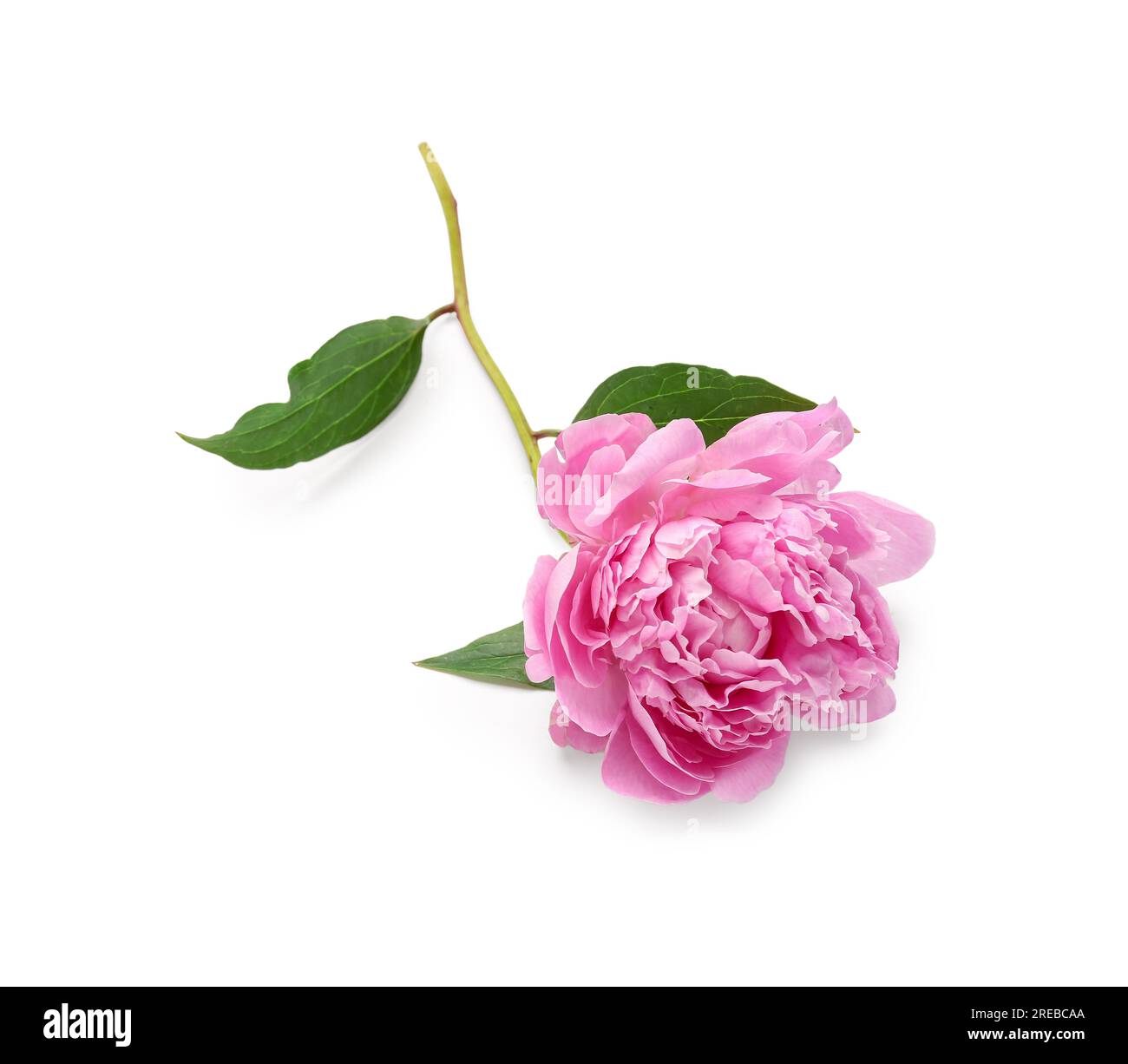 Beautiful pink peony flower isolated on white background Stock Photo ...