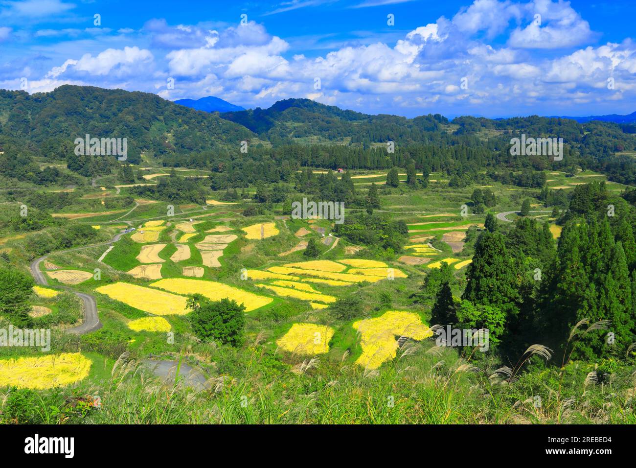Samoki Rice Terraces Rice terraces of star pass hi-res stock photography and images - Alamy