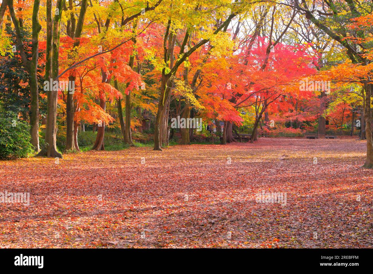 Shimogamo temple hi-res stock photography and images - Alamy