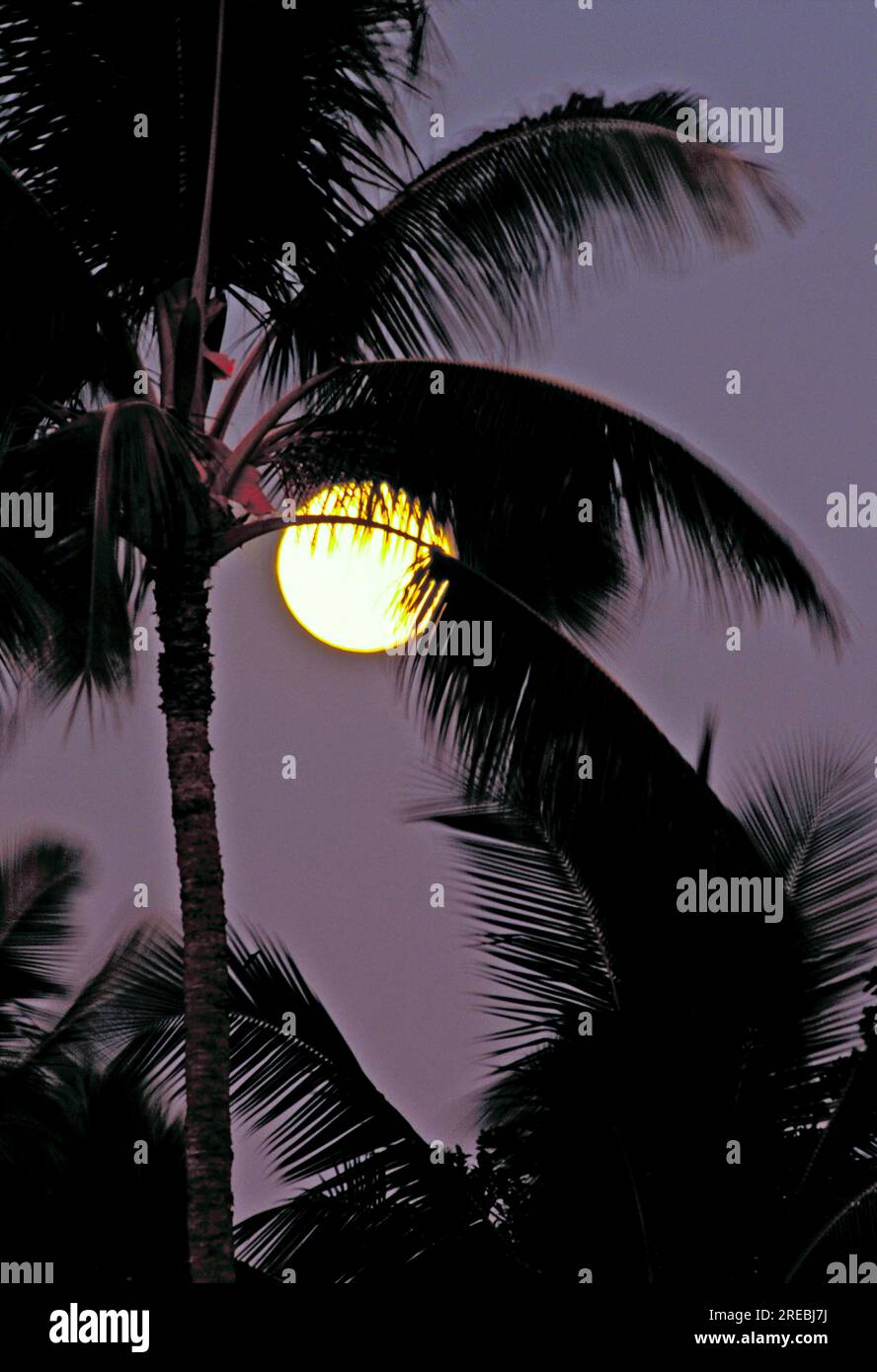 Palm tree with moon Stock Photo