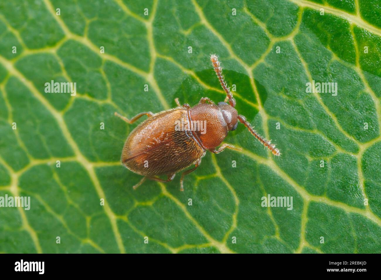 Silken Fungus Beetle (Atomaria sp.) Stock Photo