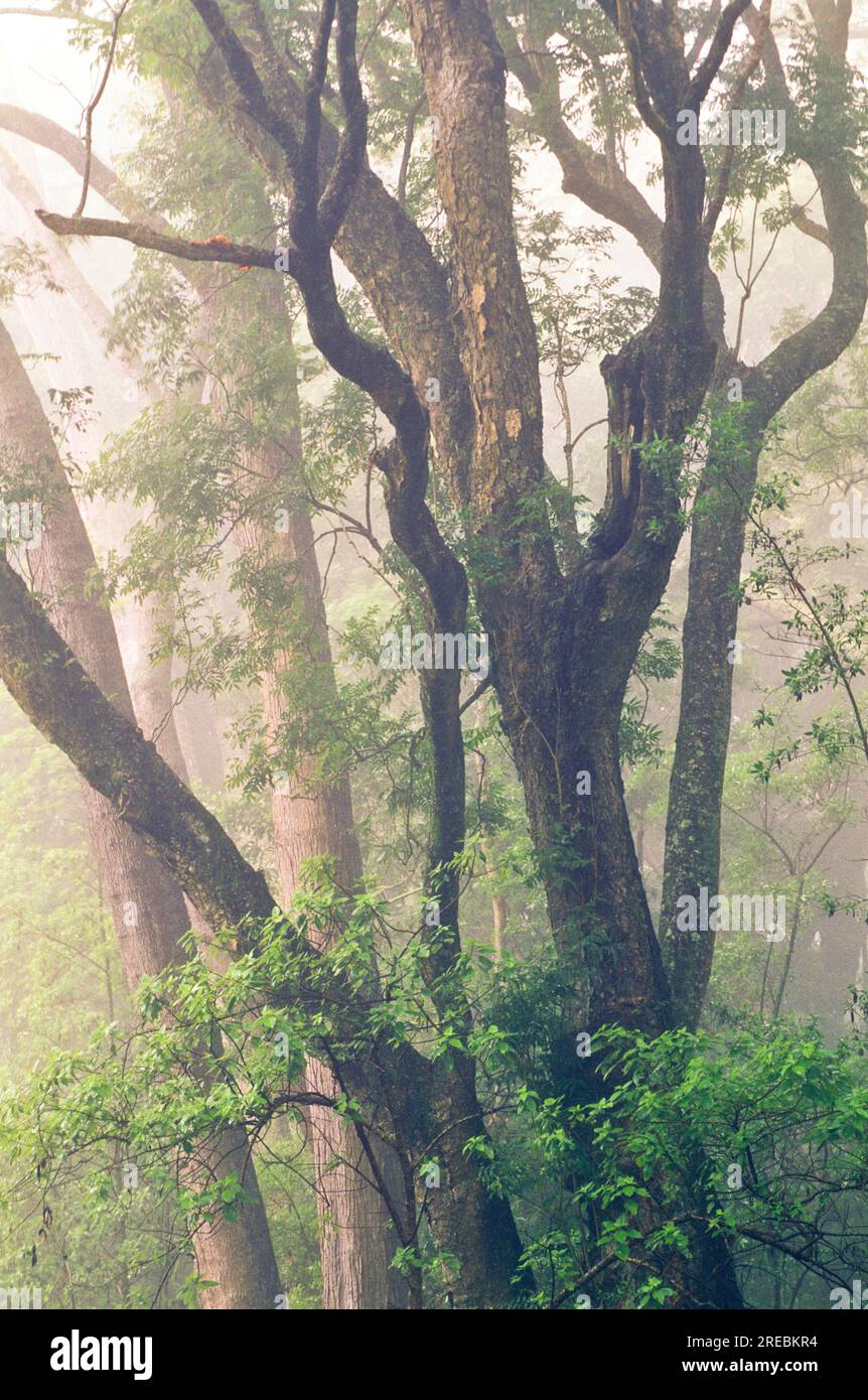 Native Koa trees ( acacia koa ) Stock Photo