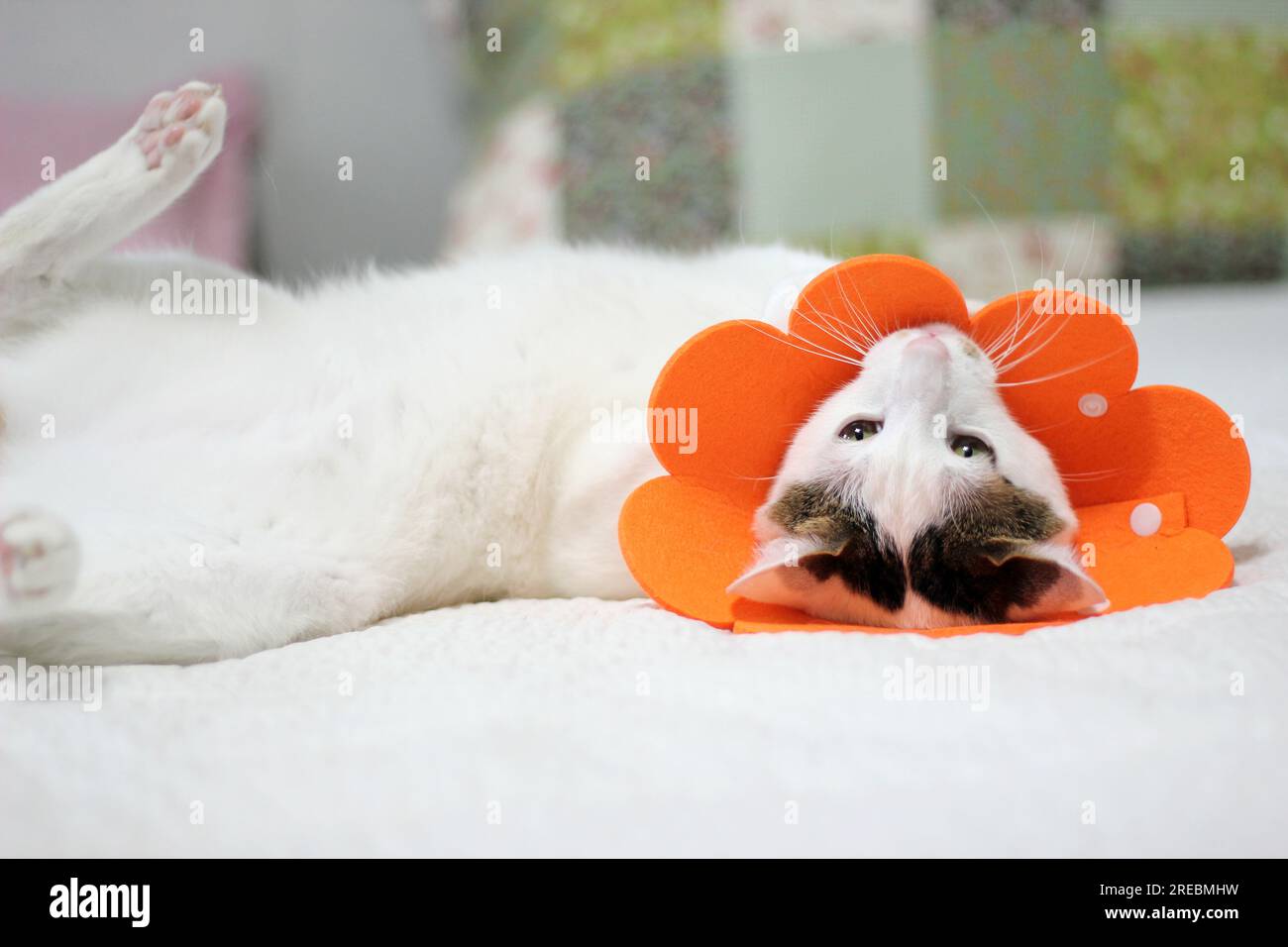 Japanese bobtail little cat with Elizabethan collar after spay surgery