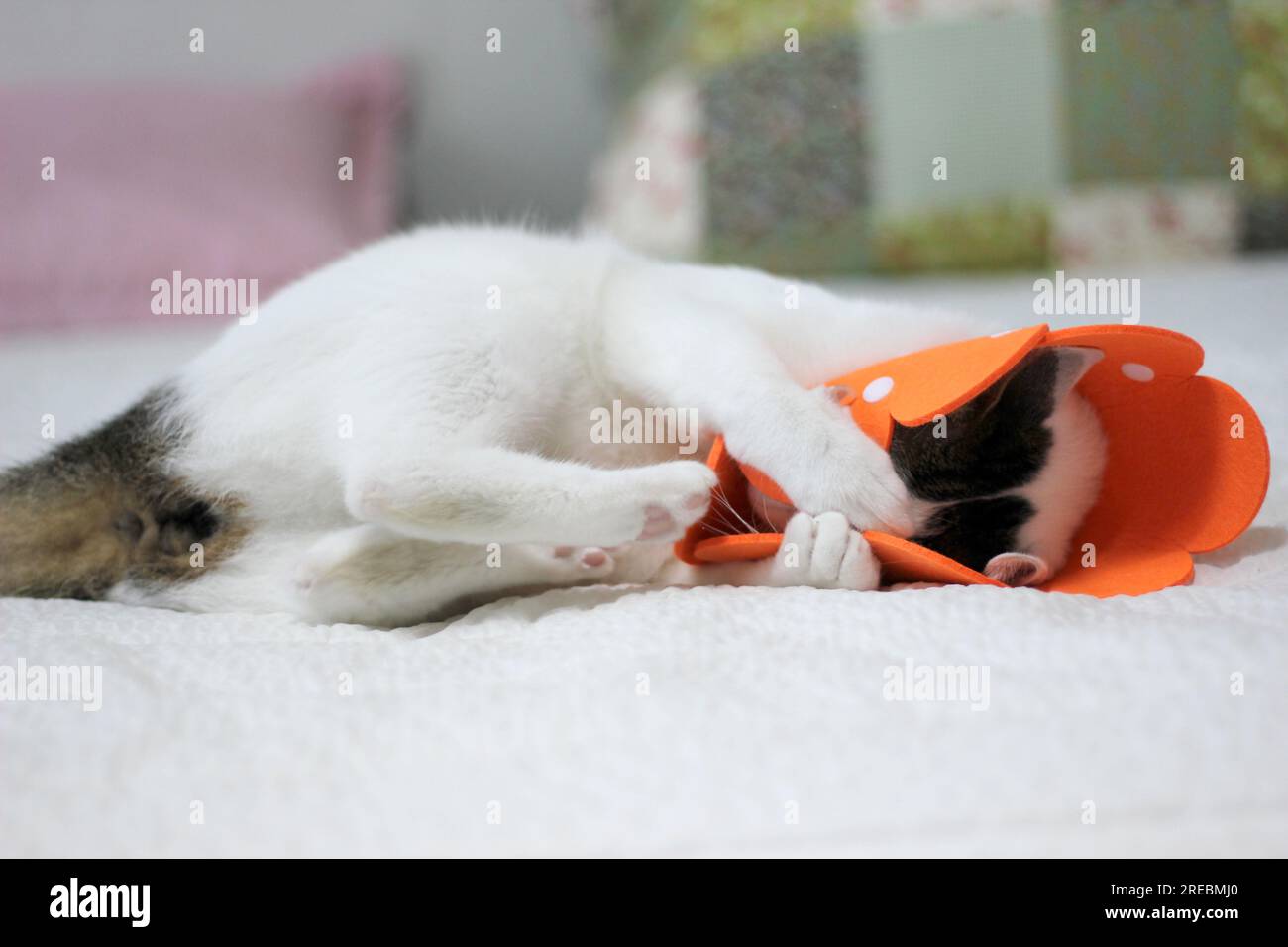 Japanese bobtail little cat with Elizabethan collar after spay surgery