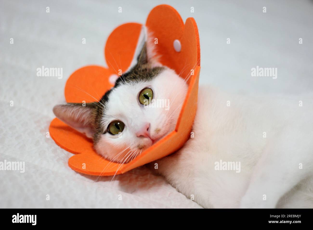 Japanese bobtail little cat with Elizabethan collar after spay surgery Stock Photo Alamy