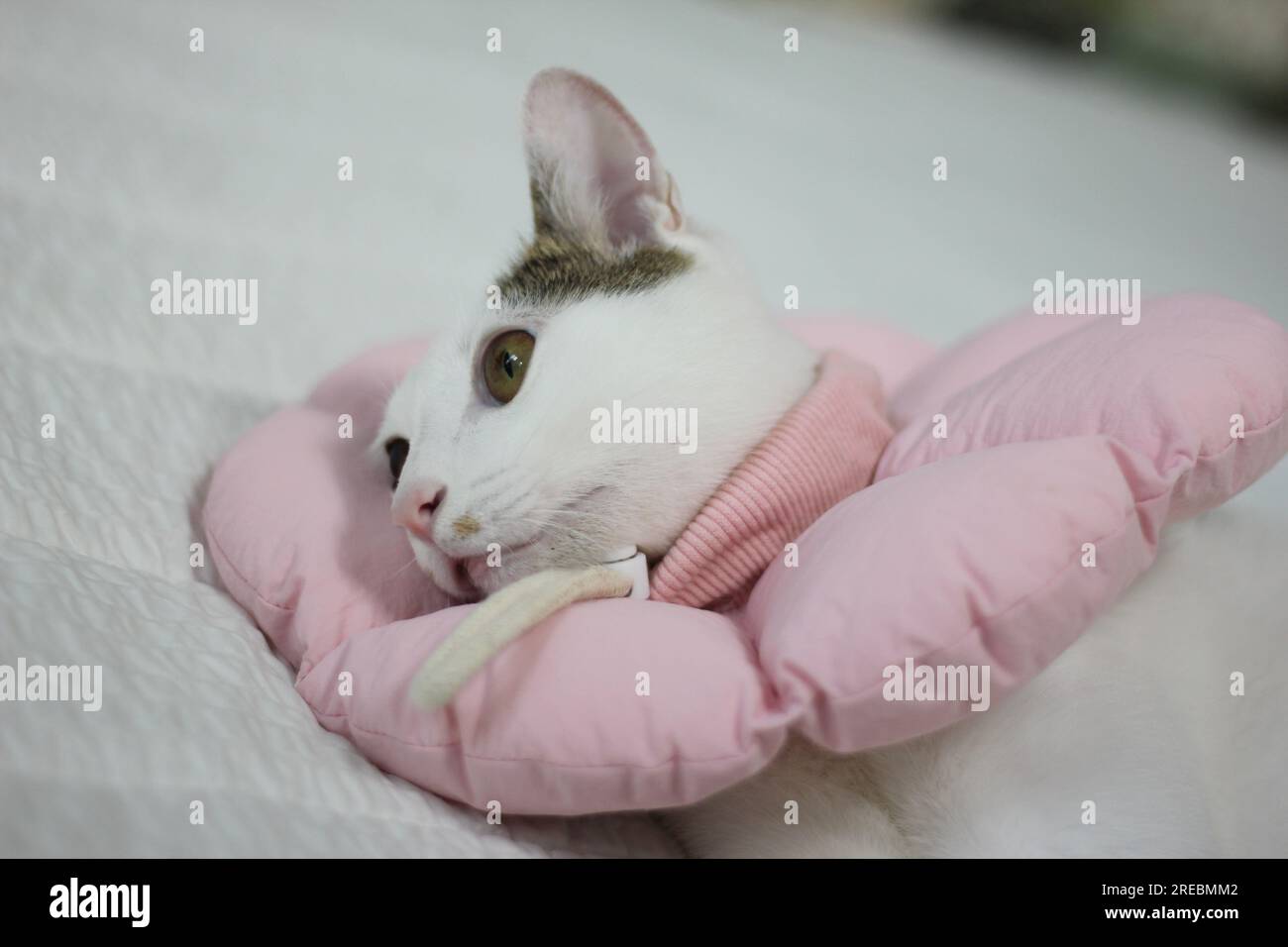 Japanese bobtail little cat with Elizabethan collar after spay surgery Stock Photo Alamy