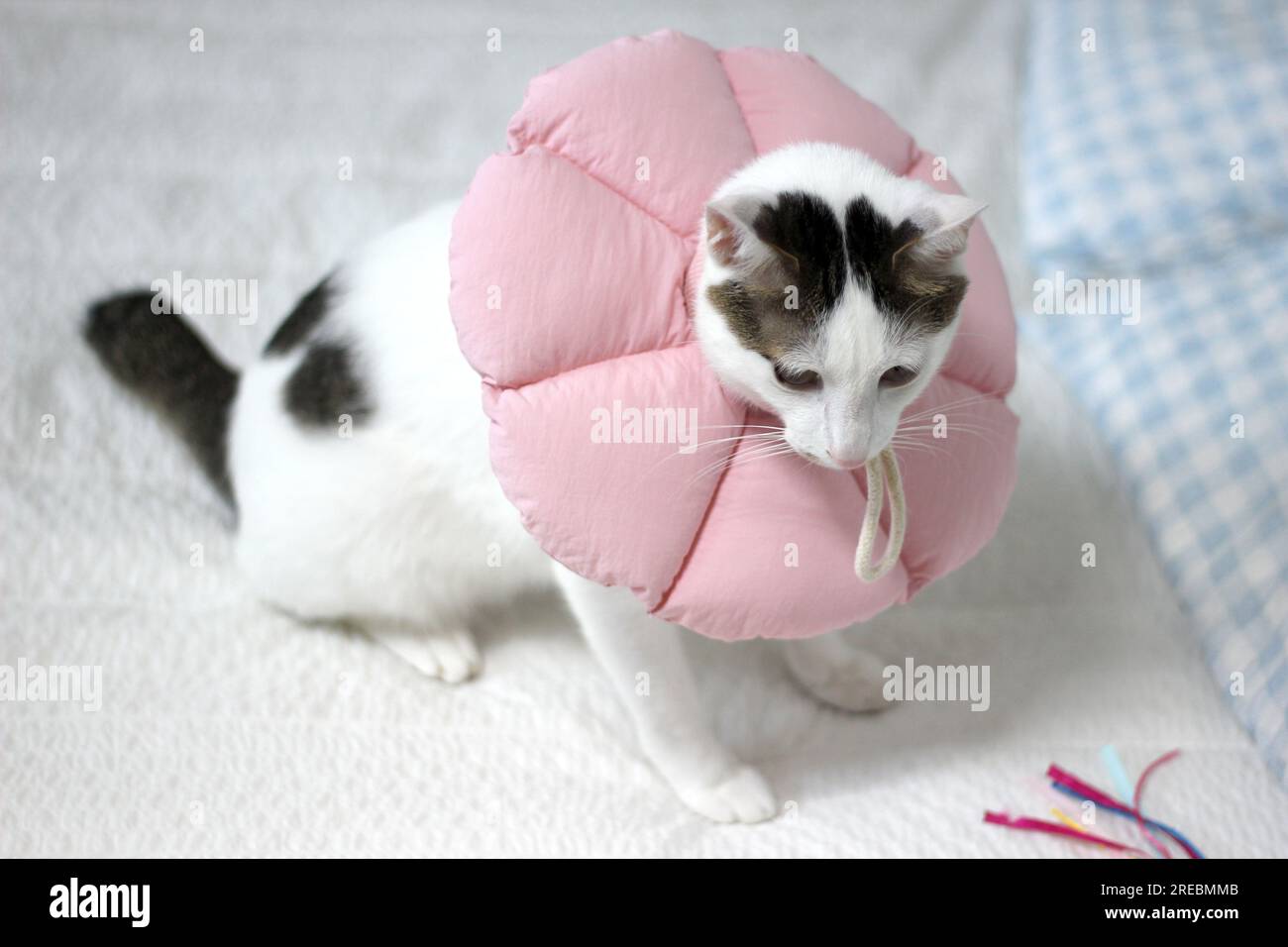 Japanese bobtail little cat with Elizabethan collar after spay surgery Stock Photo Alamy