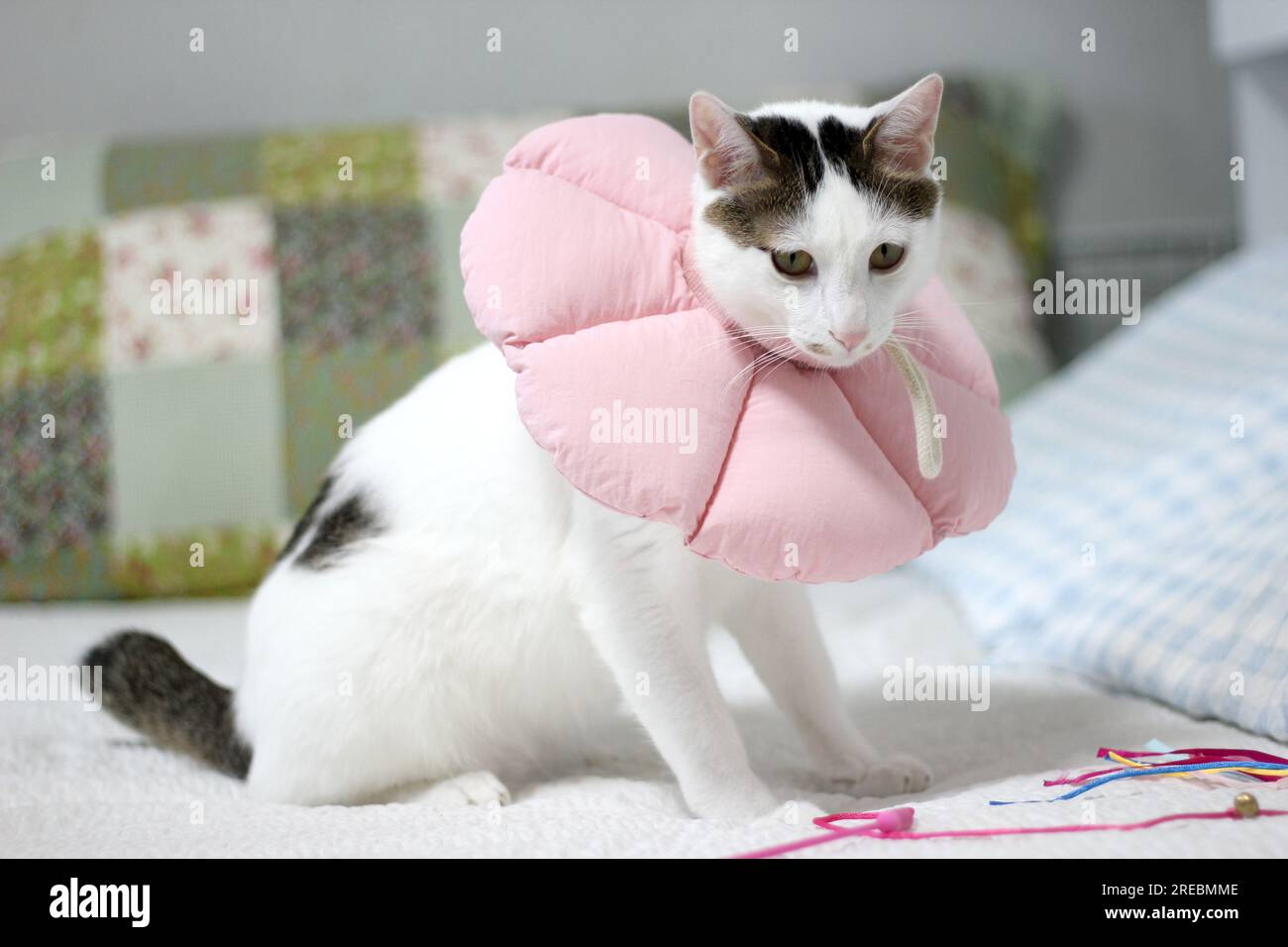 Japanese bobtail little cat with Elizabethan collar after spay surgery